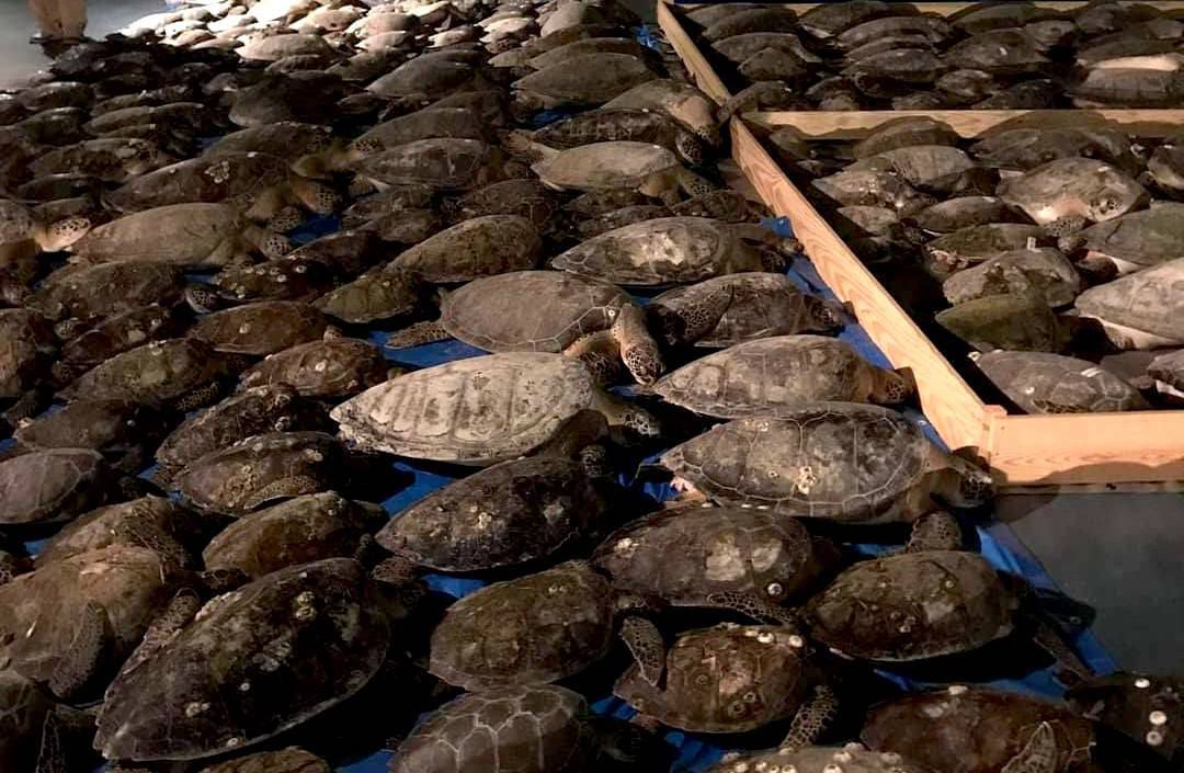 Volunteers Rescue 2500 Cold-Stunned Sea Turtles in Texas