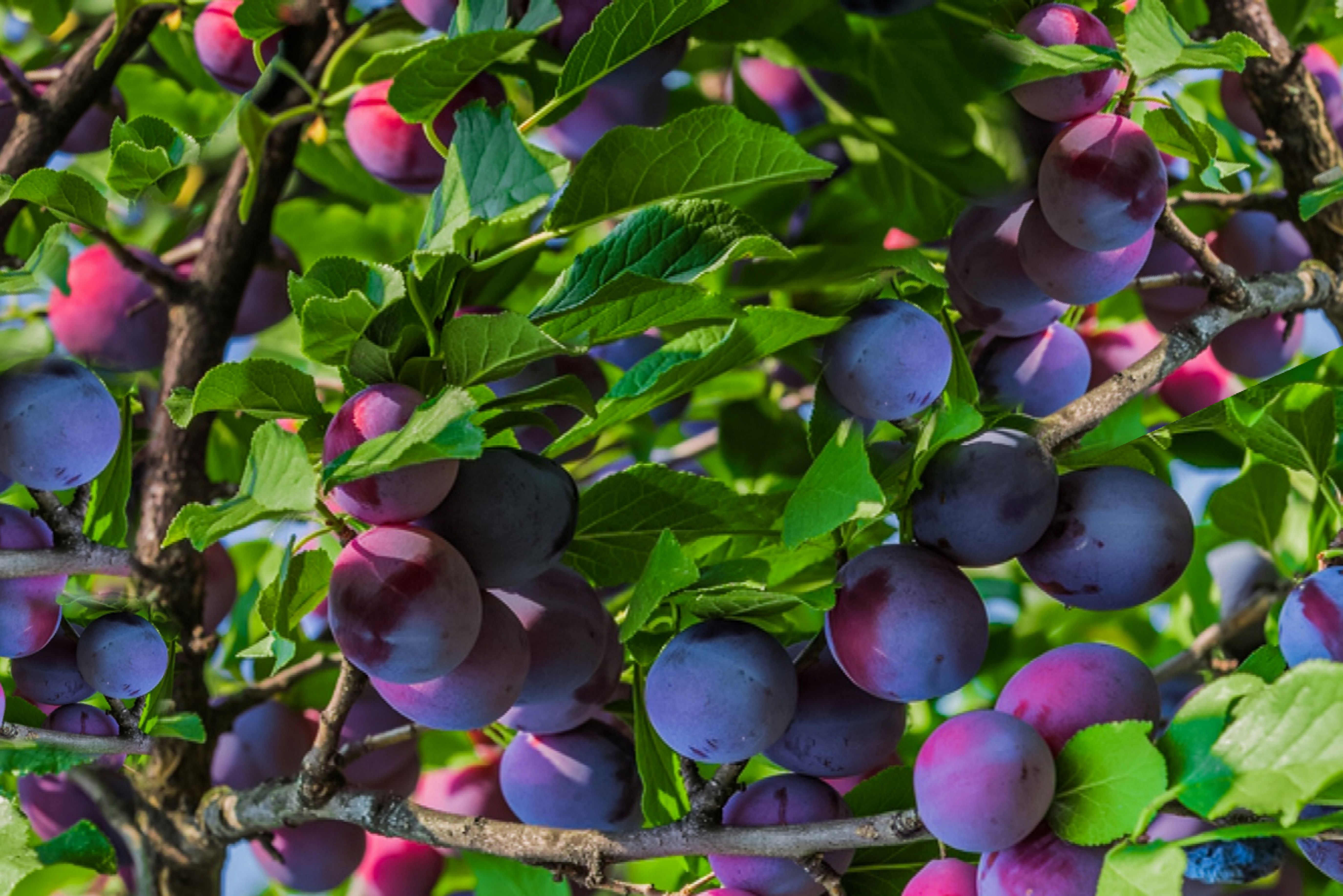 11 Dwarf Fruit Trees You Can Grow in Any Yard