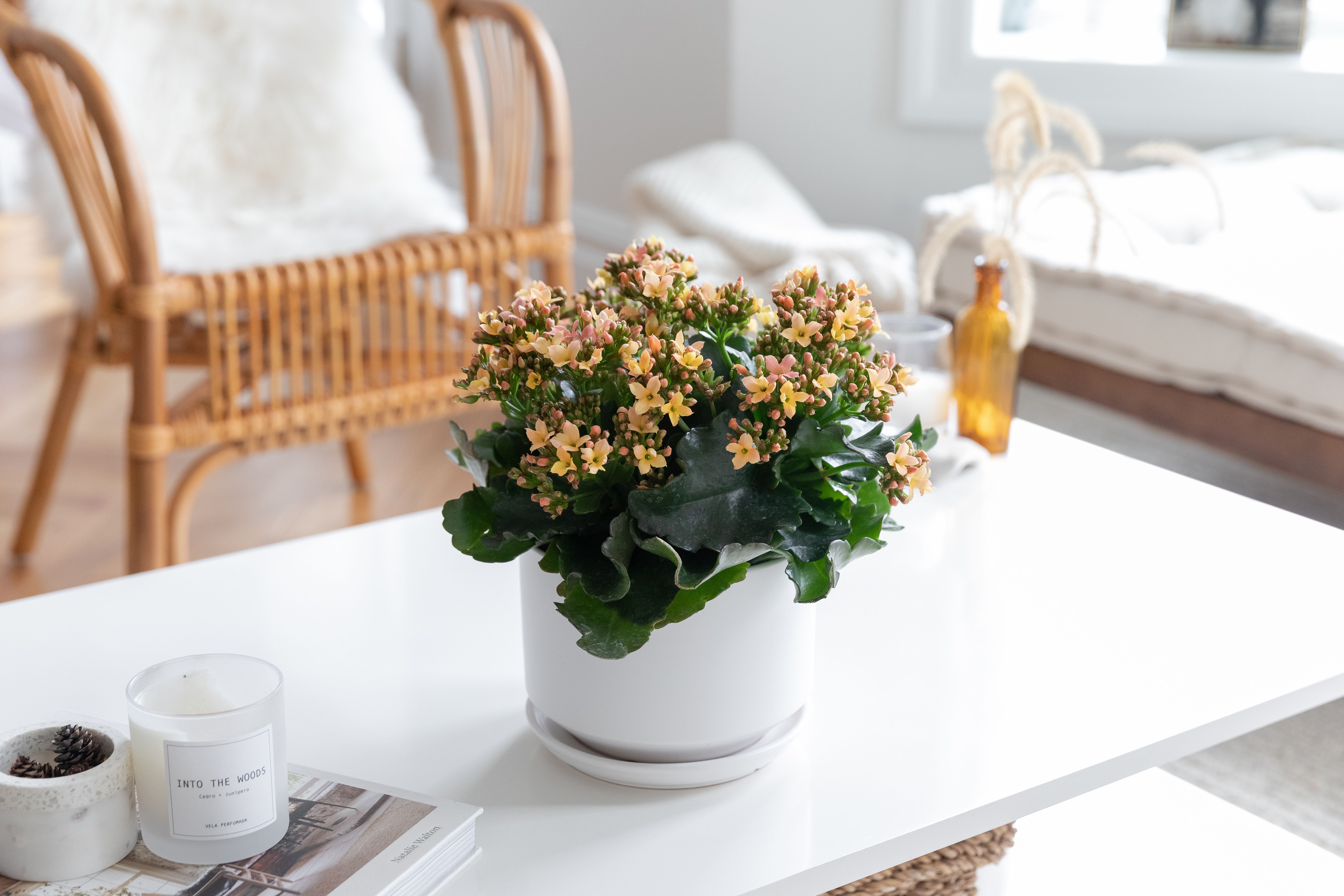 These 12 Flowering Houseplants Will Add Color to Your Home