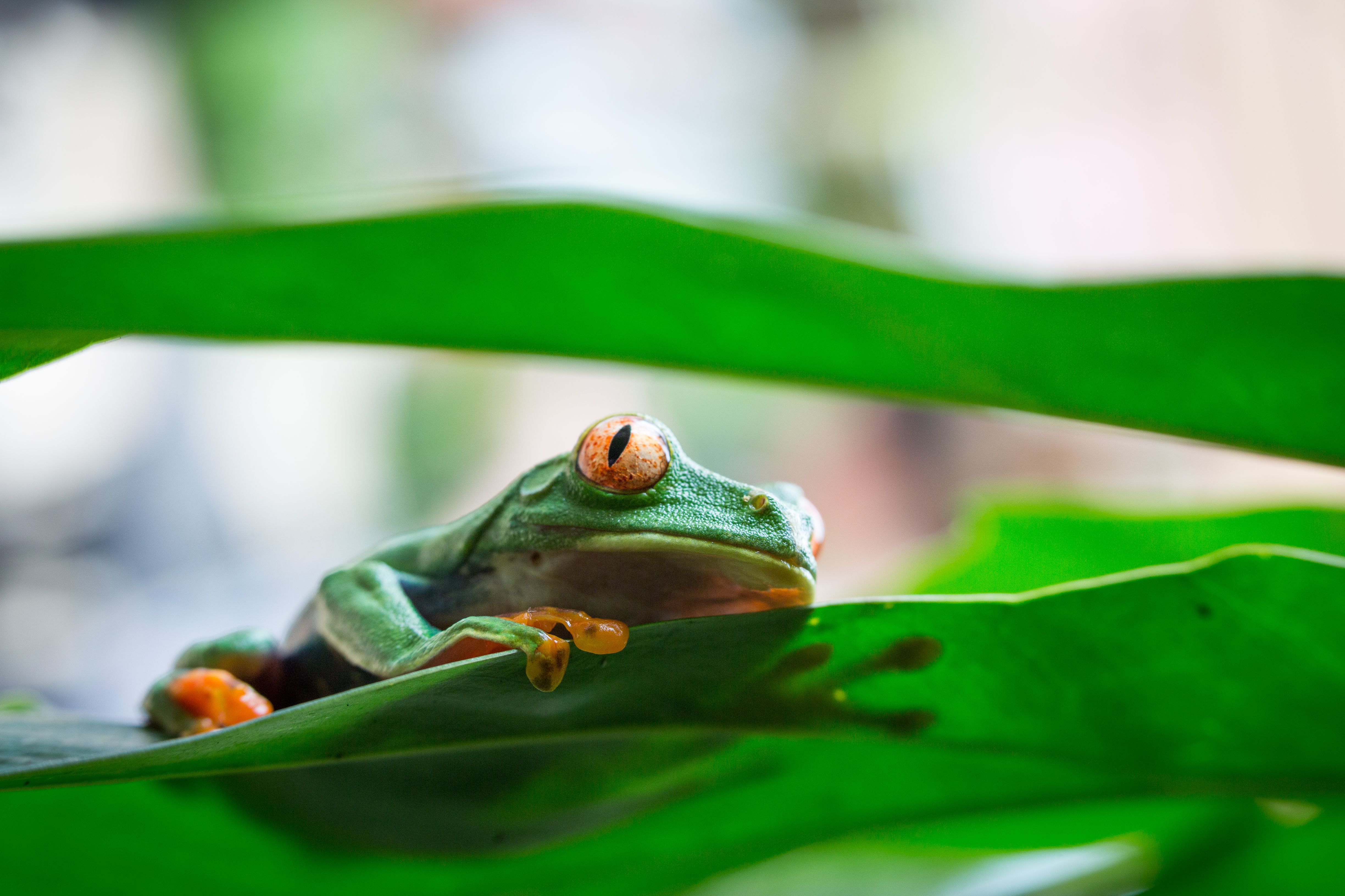 50 Countries Join Ambitious Plan to Protect