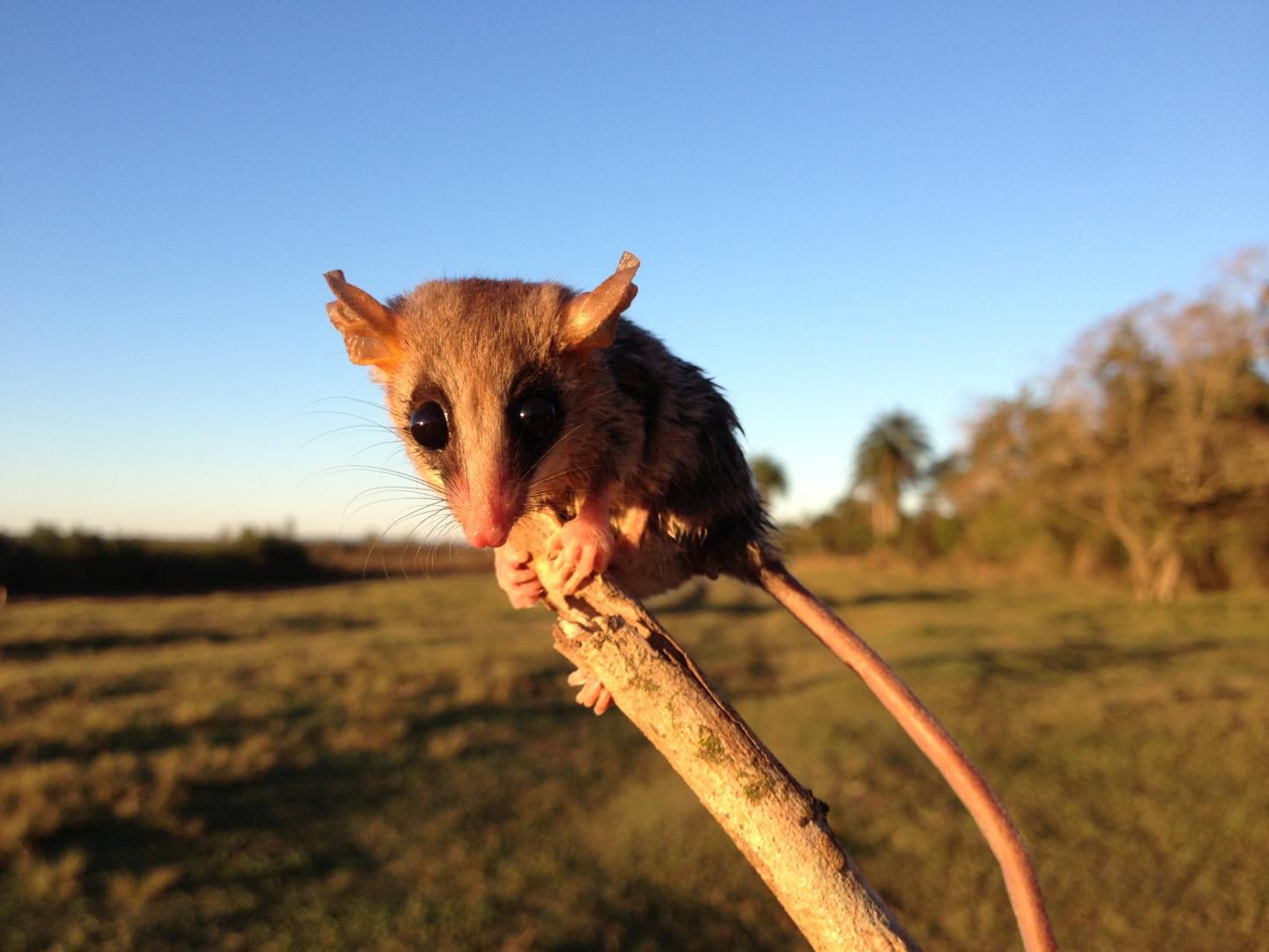 Habitat Loss and Deforestation Are Stressing Out Animals