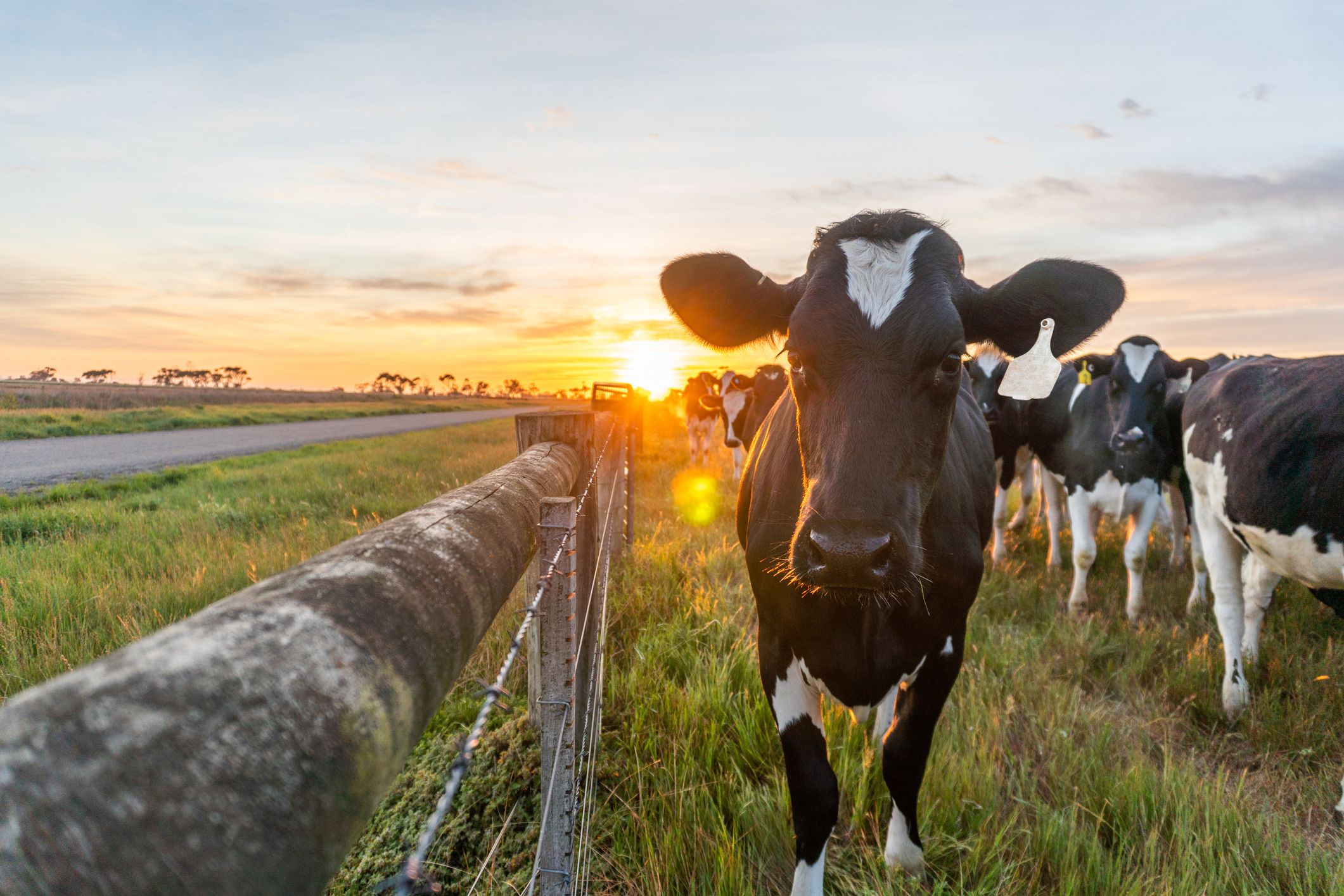 Feeding Seaweed Supplements to Cows Cuts Methane Emissions by 80%