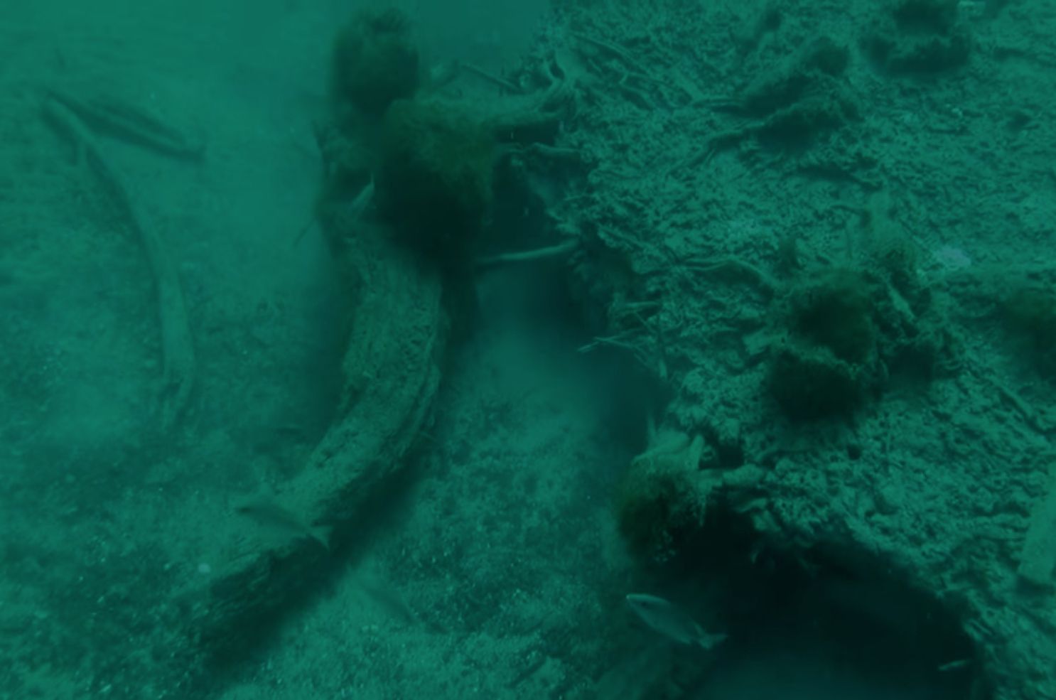 Protect a 60,000-Year-Old Underwater Forest