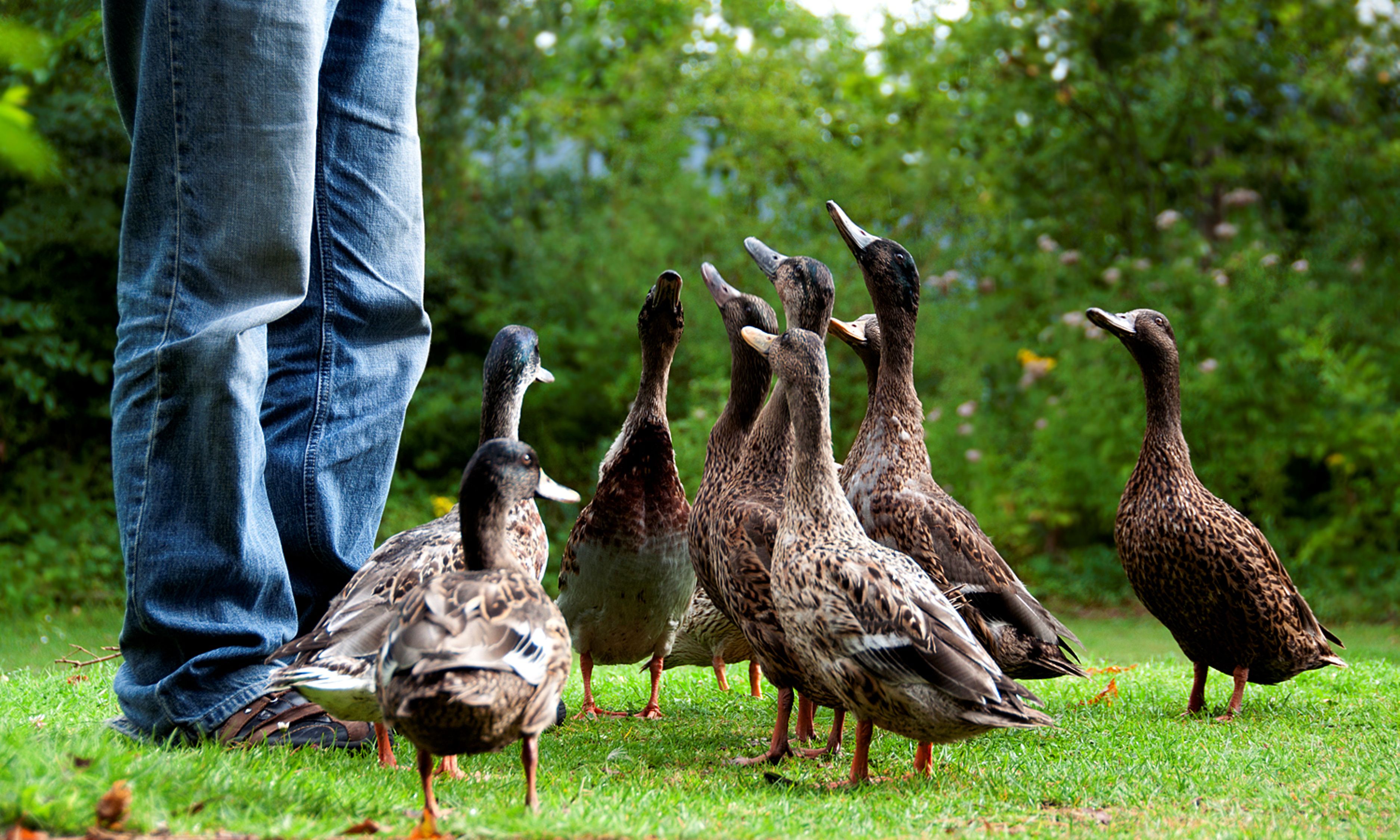 What To Feed Ducks