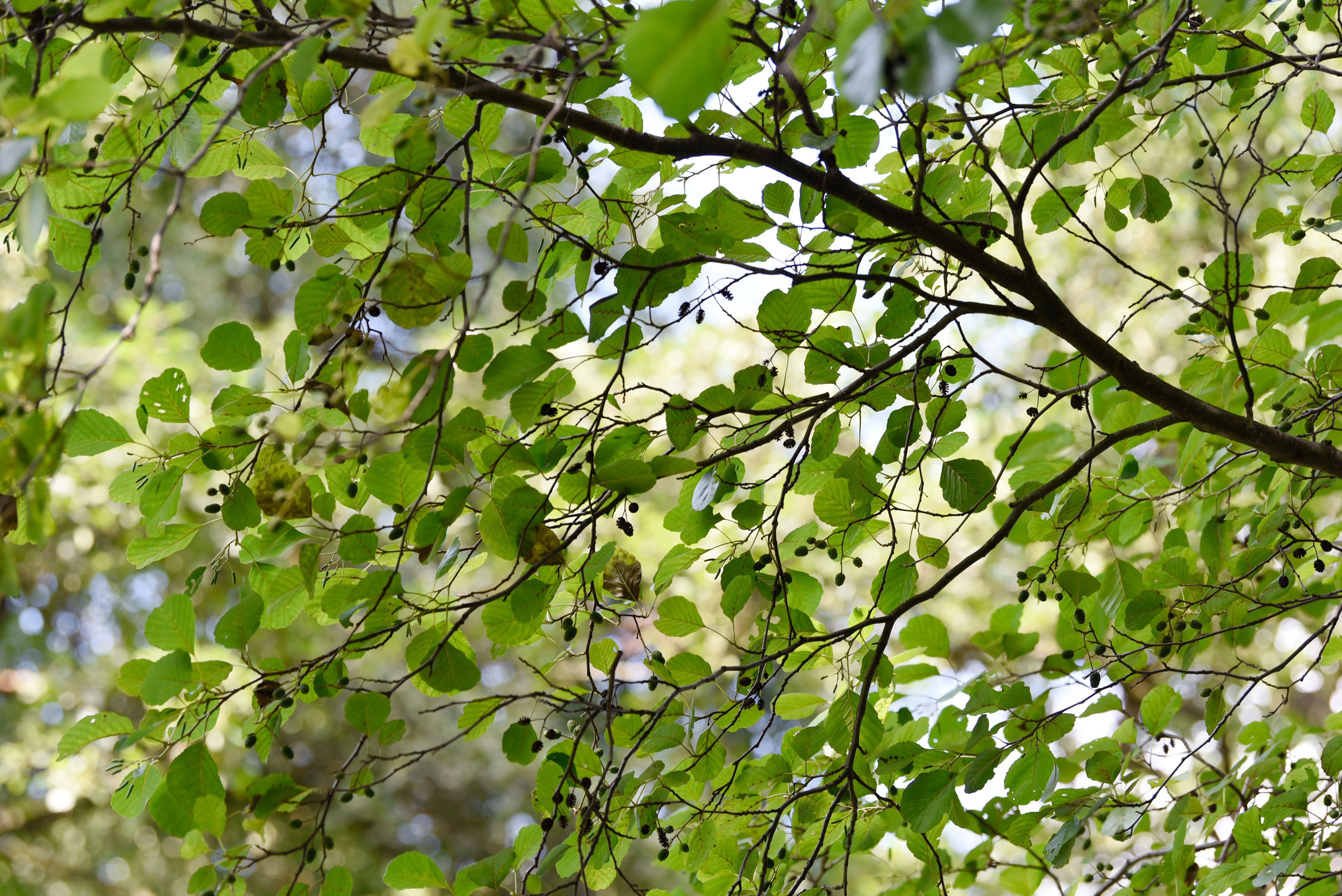 12 Great Species of Alder Trees for Your Yard