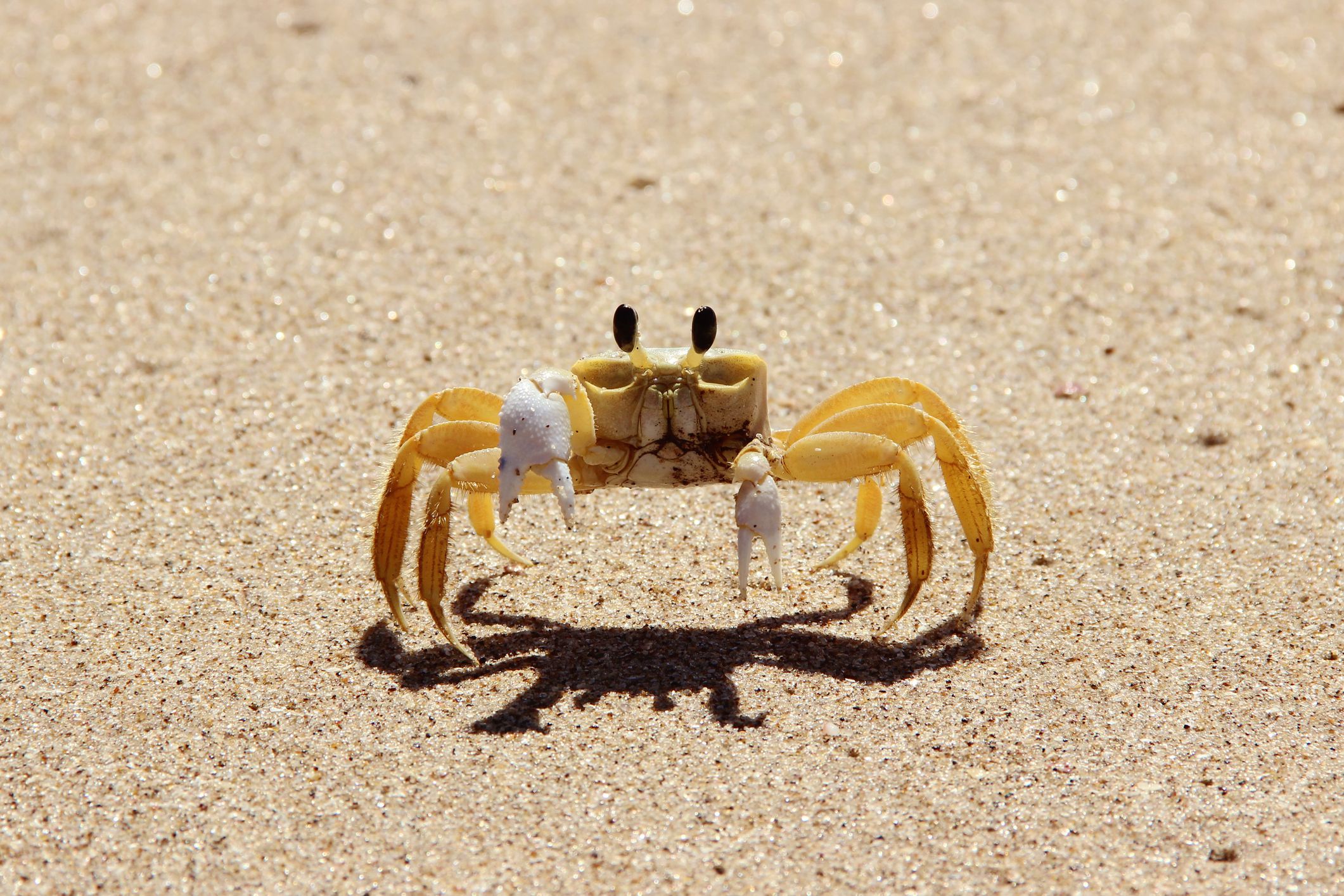 13 Curious Types of Crabs