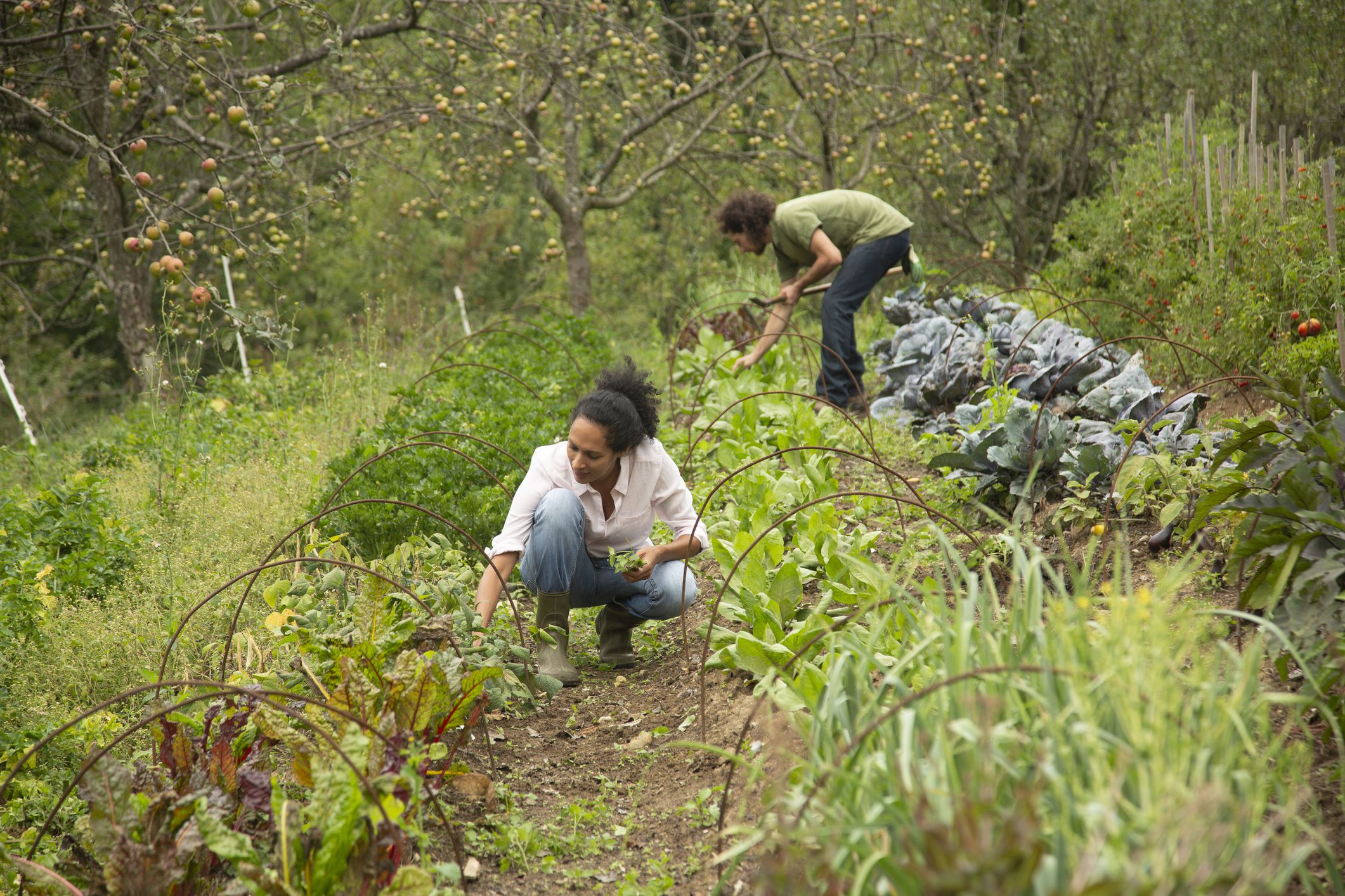 Making a Living From a Permaculture Garden