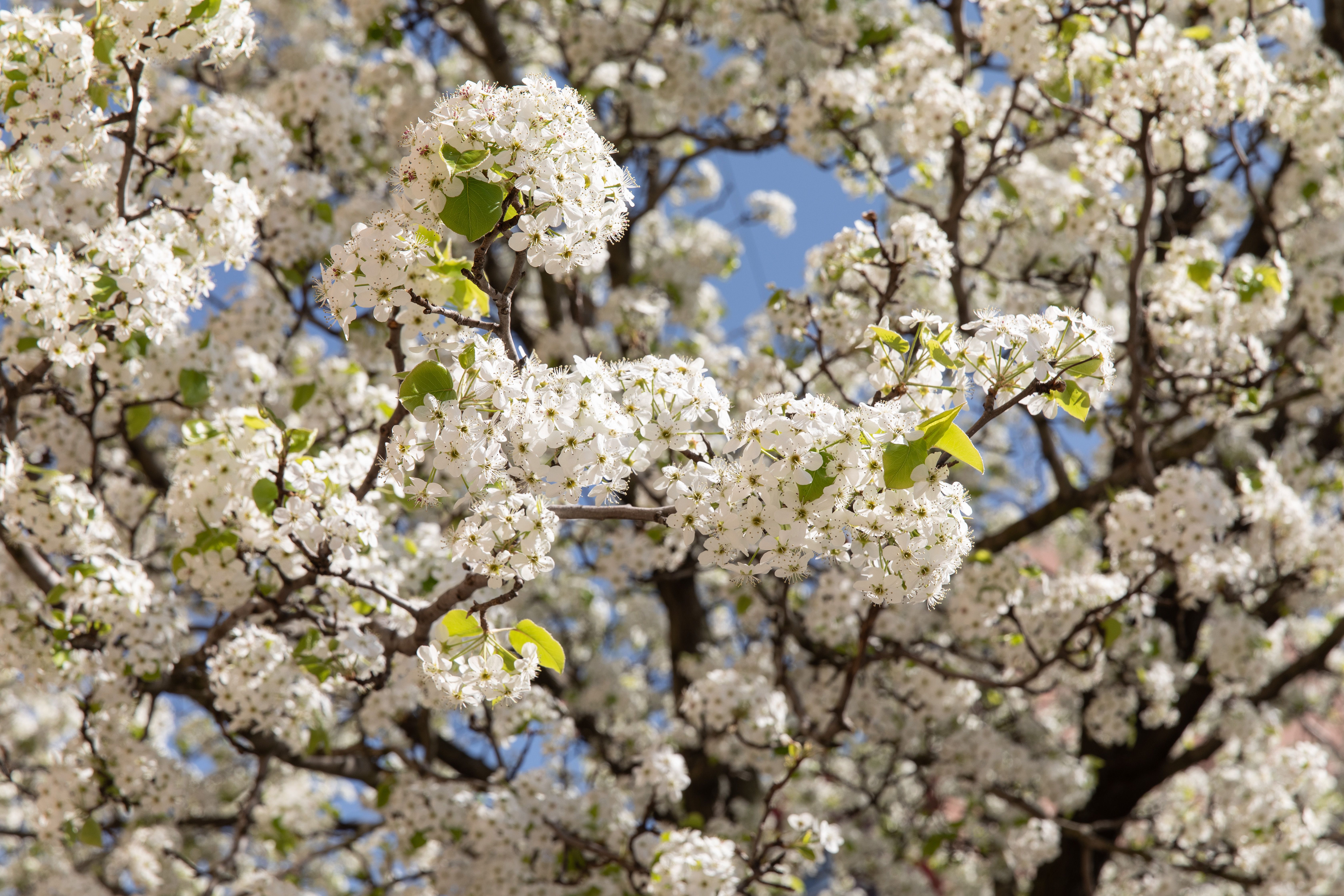 How to Grow a Callery Pear Tree