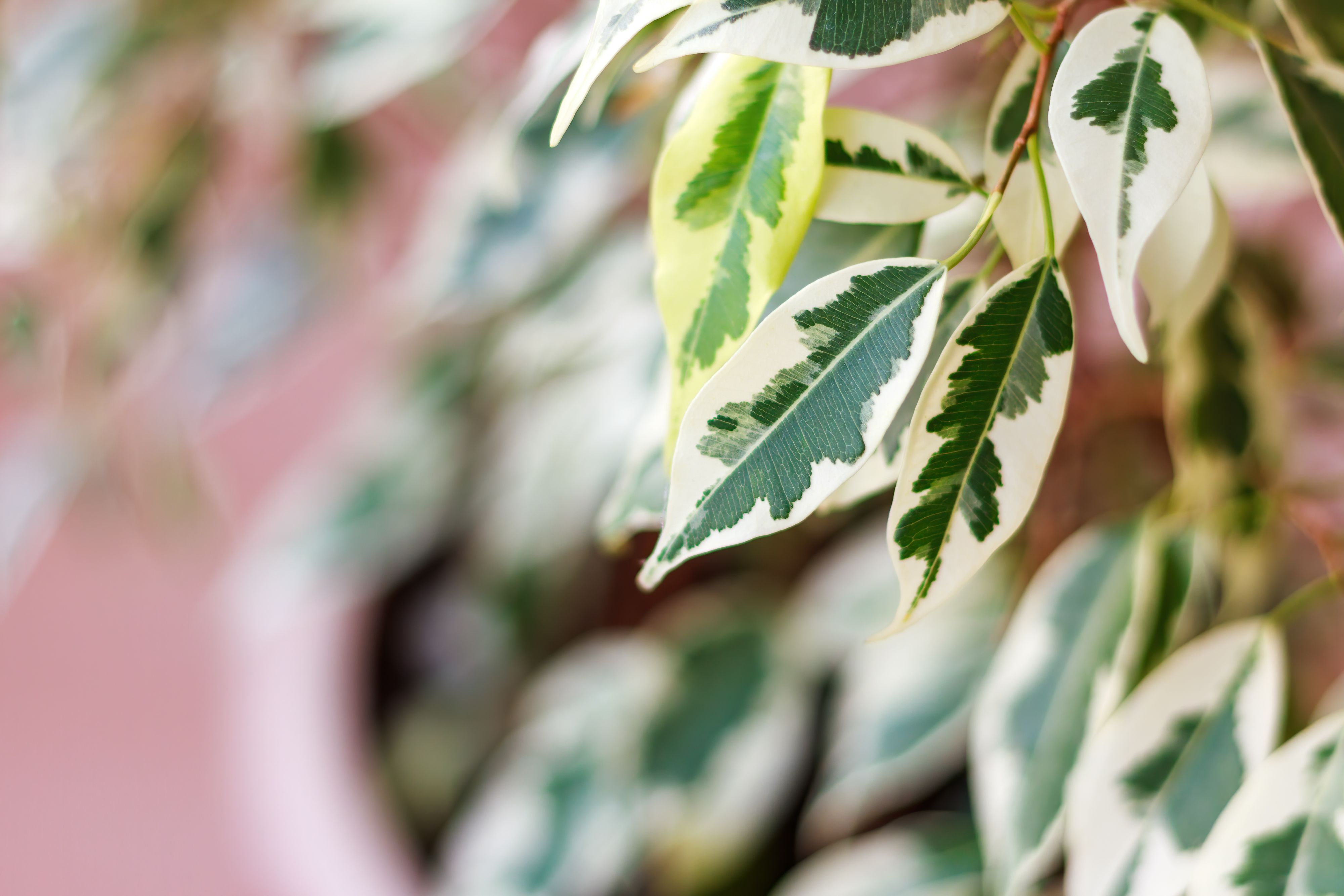 The Best Indoor Plants for Clean Air