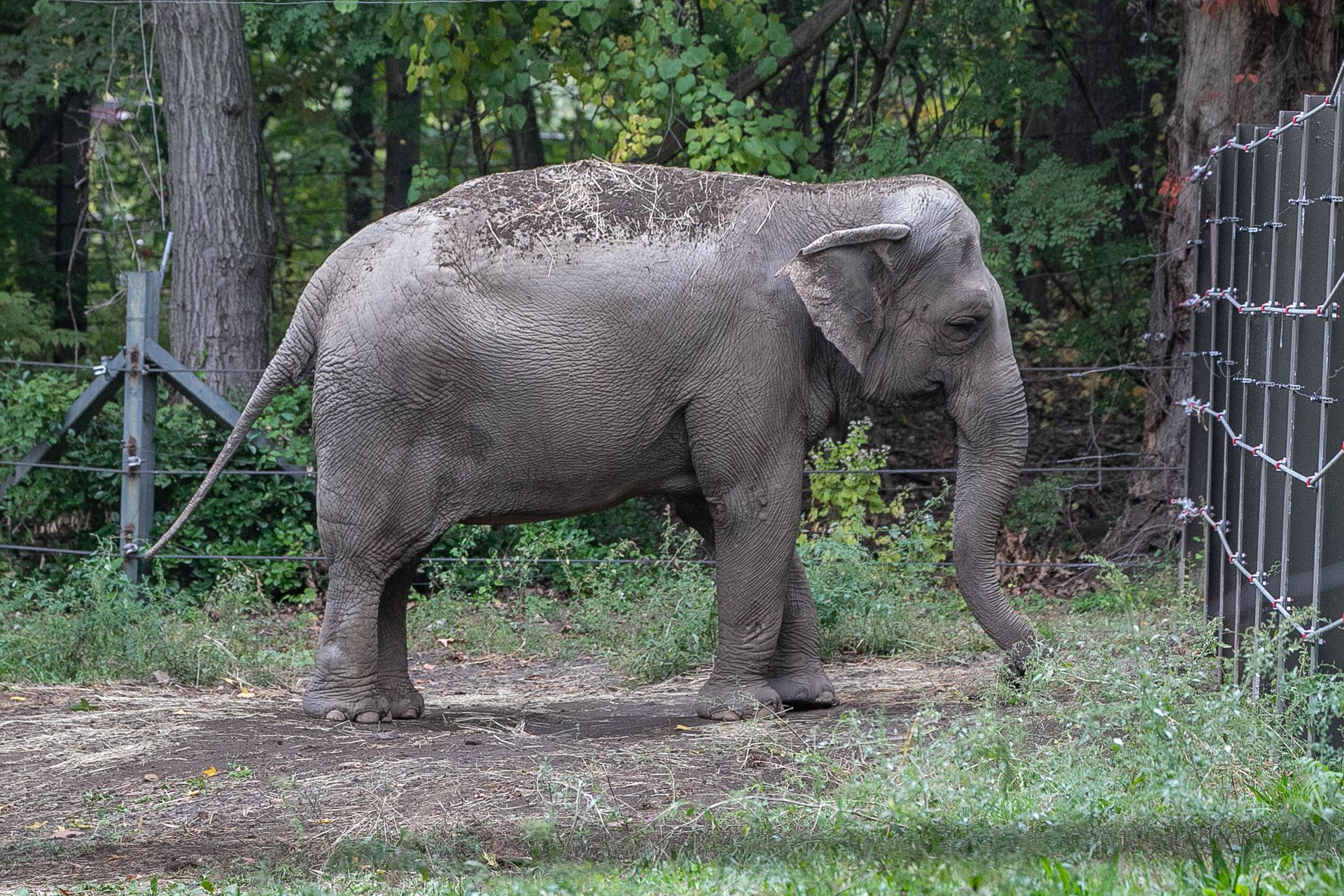 Happy the Elephant Is Not a Person, Court Rules