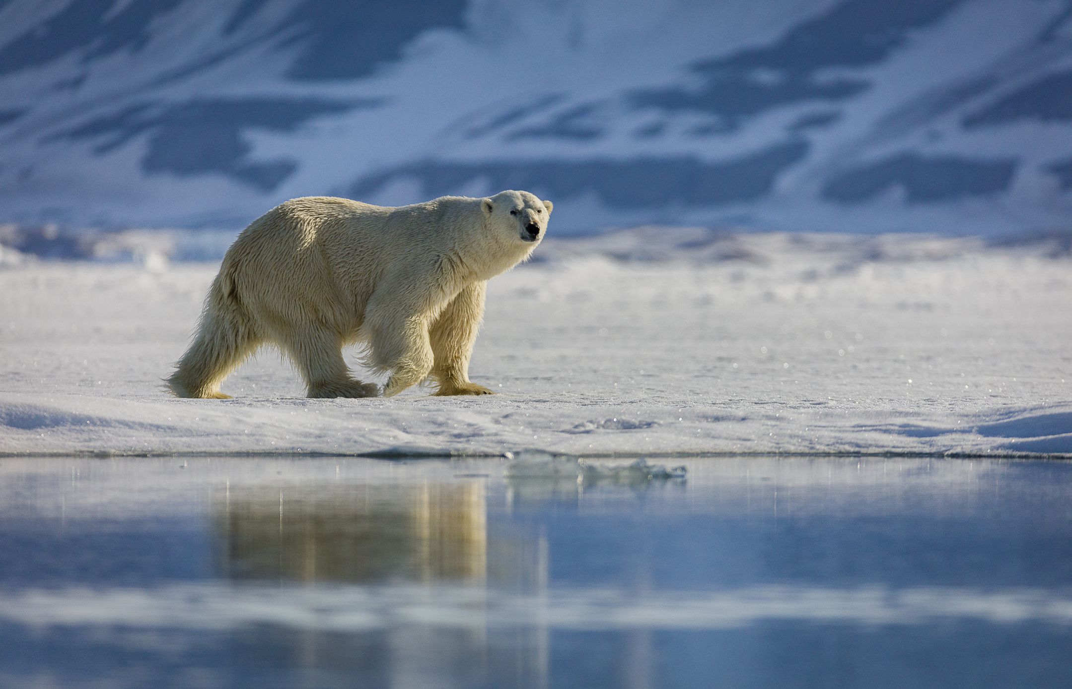 Happening to Polar Bears and Narwhals as Arctic Ice Melts