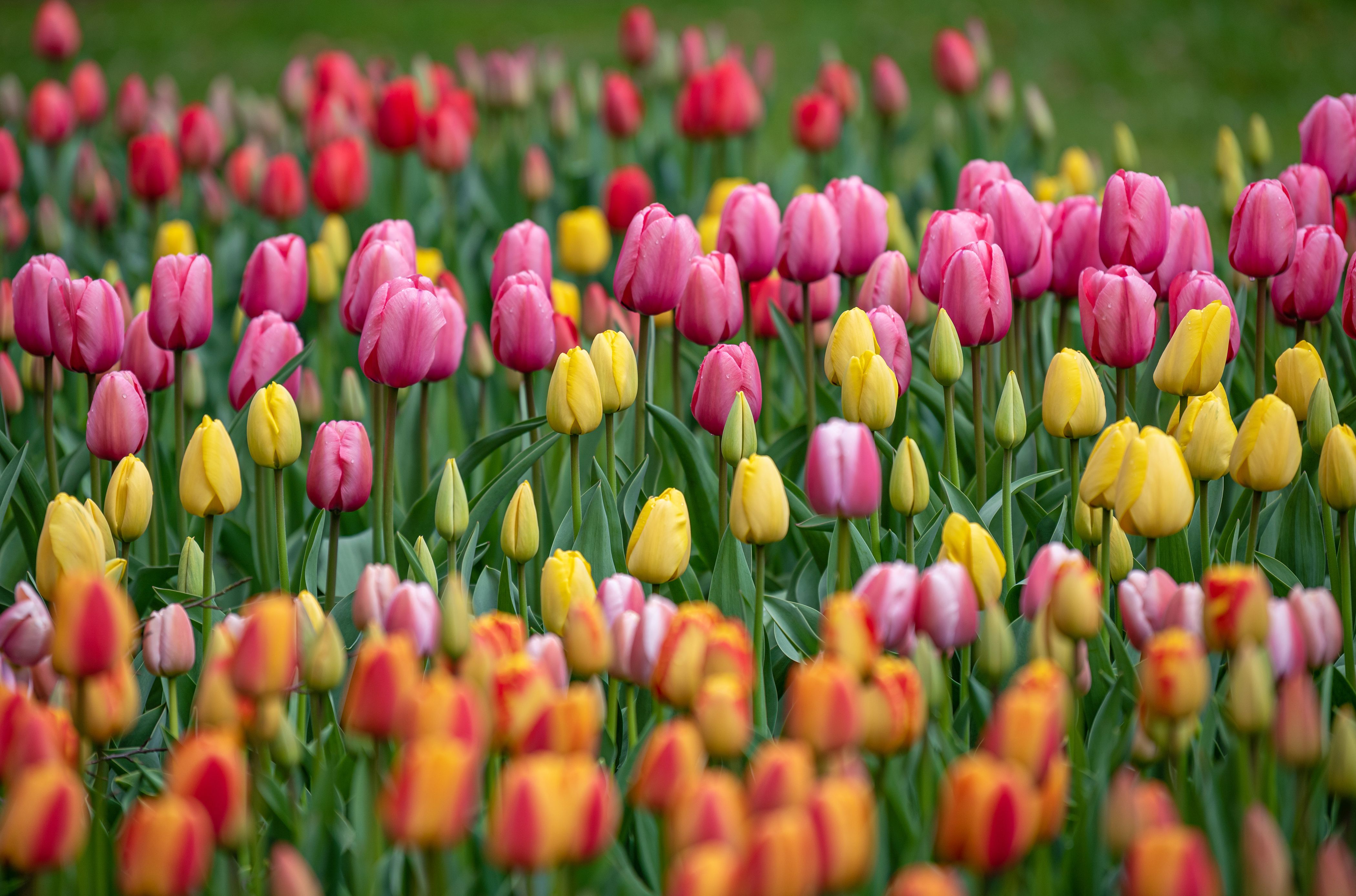 14 Types of Tulips for the Spring Garden