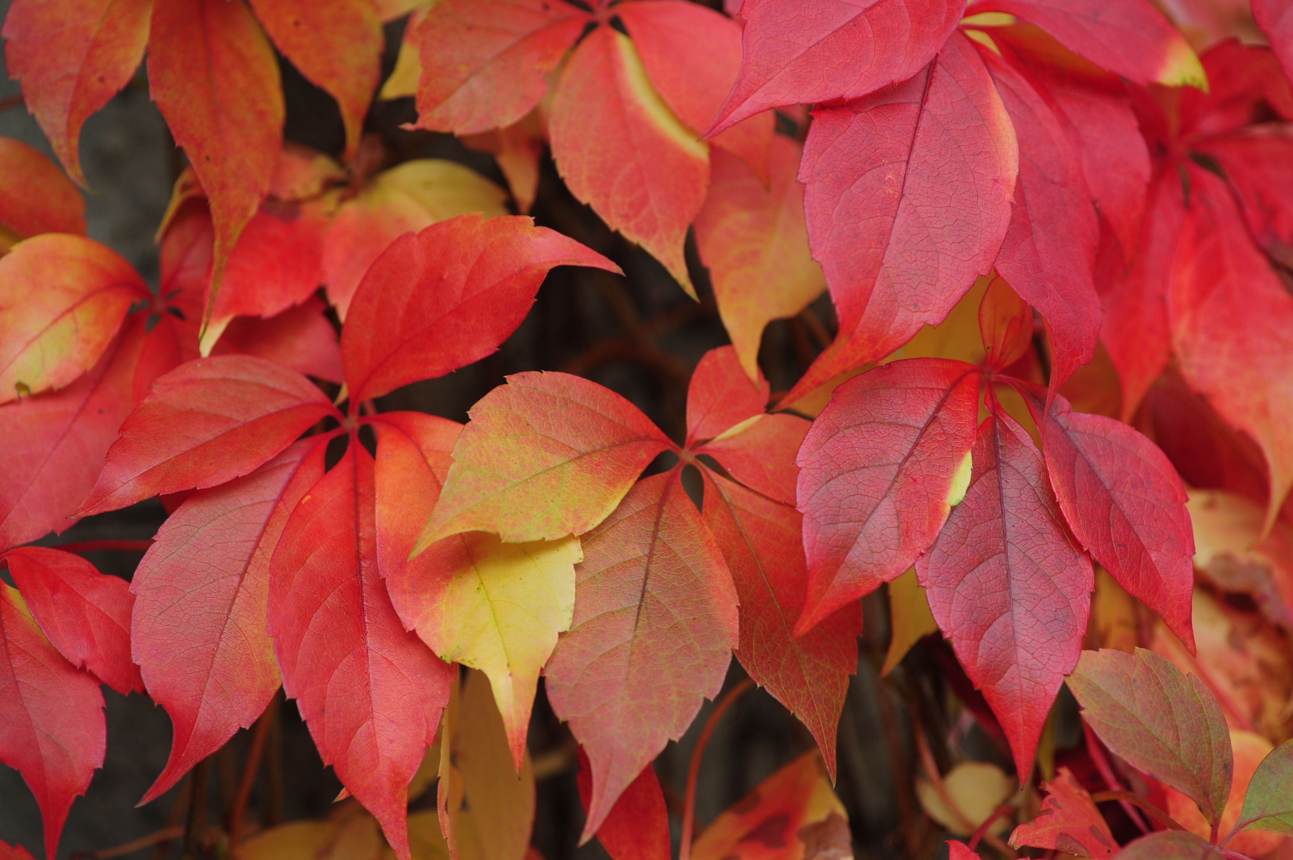 12 Beautiful Shrubs and Vines for Fall Color