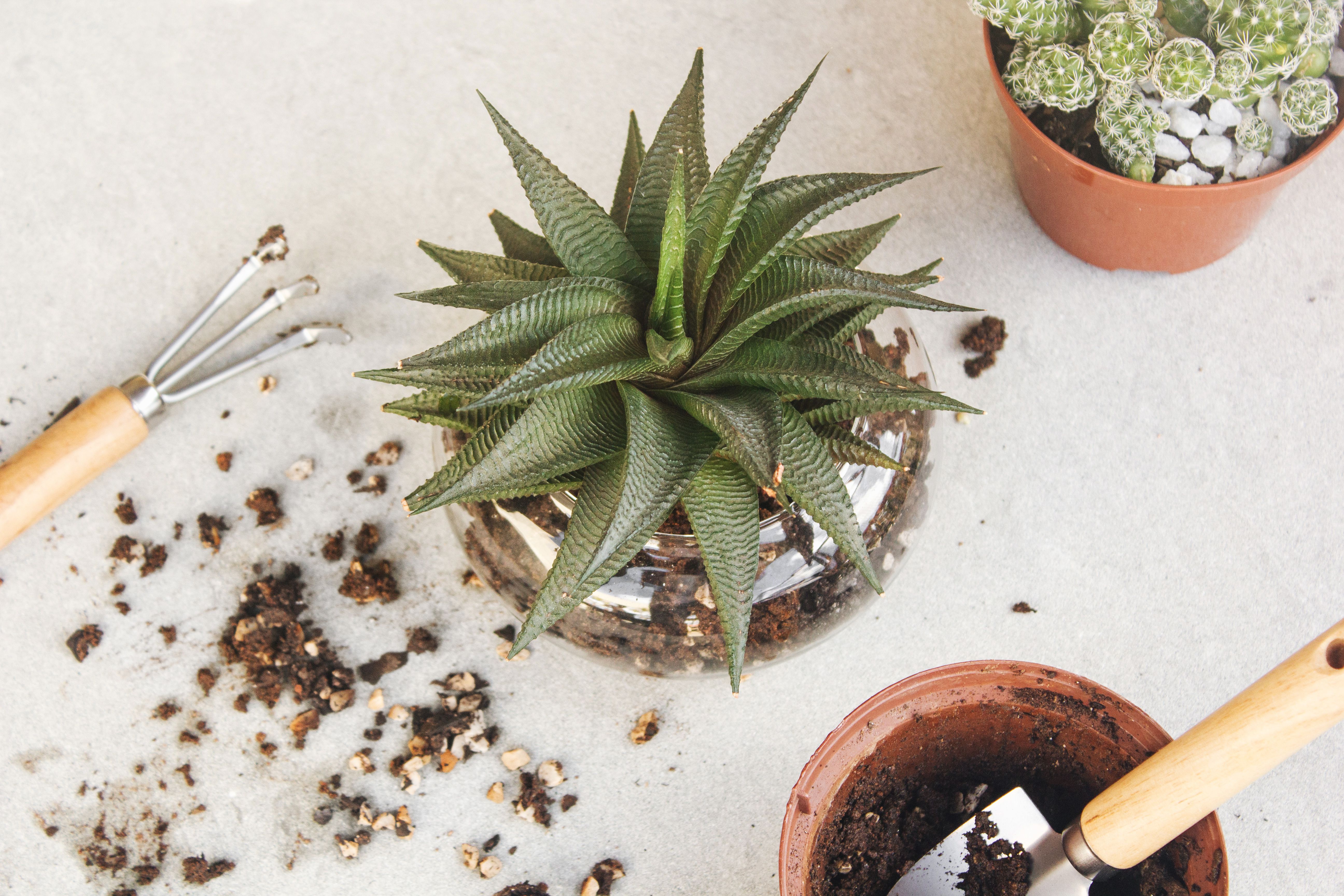 This Is the Trick to Healthier Houseplants