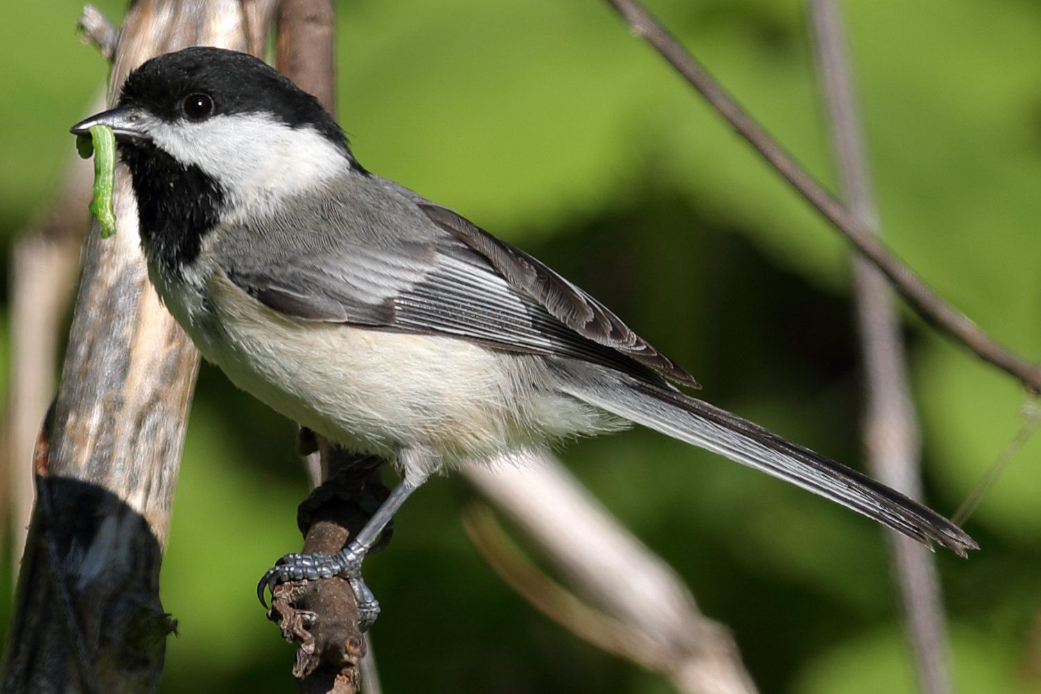 12 Birds You Want to Attract to Your Garden