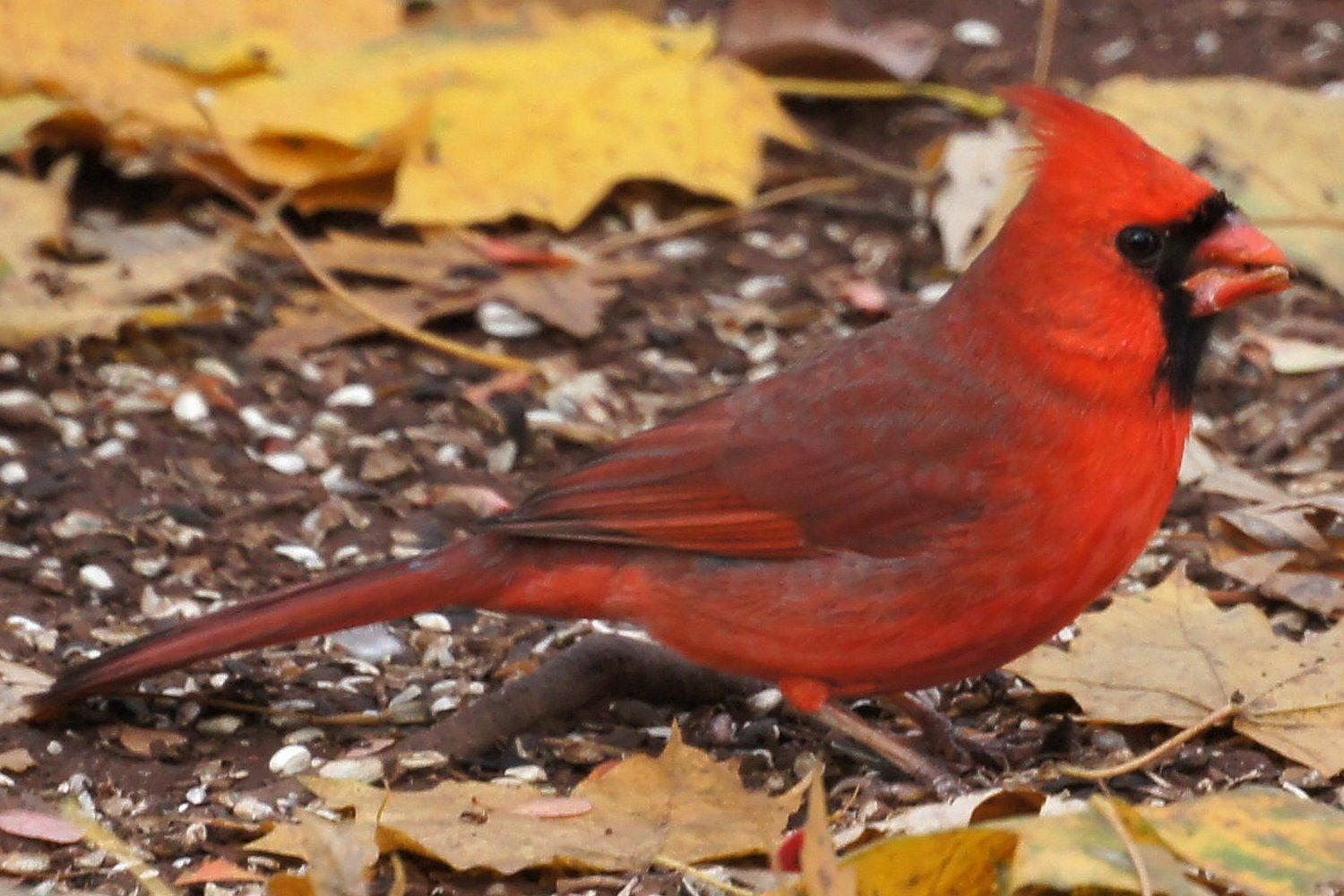 12 Birds You Can Spot This Winter