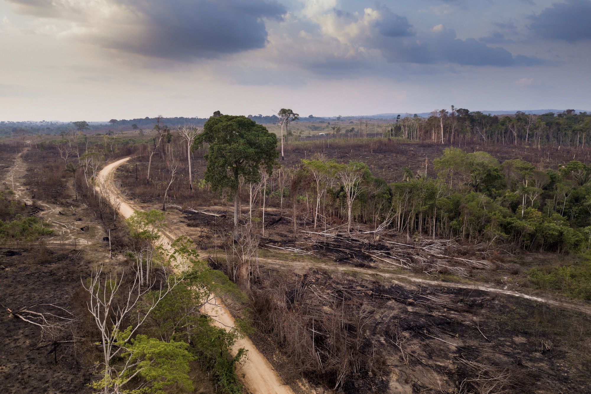Deforestation and Mining Increased in Tropically Forested Countries During COVID