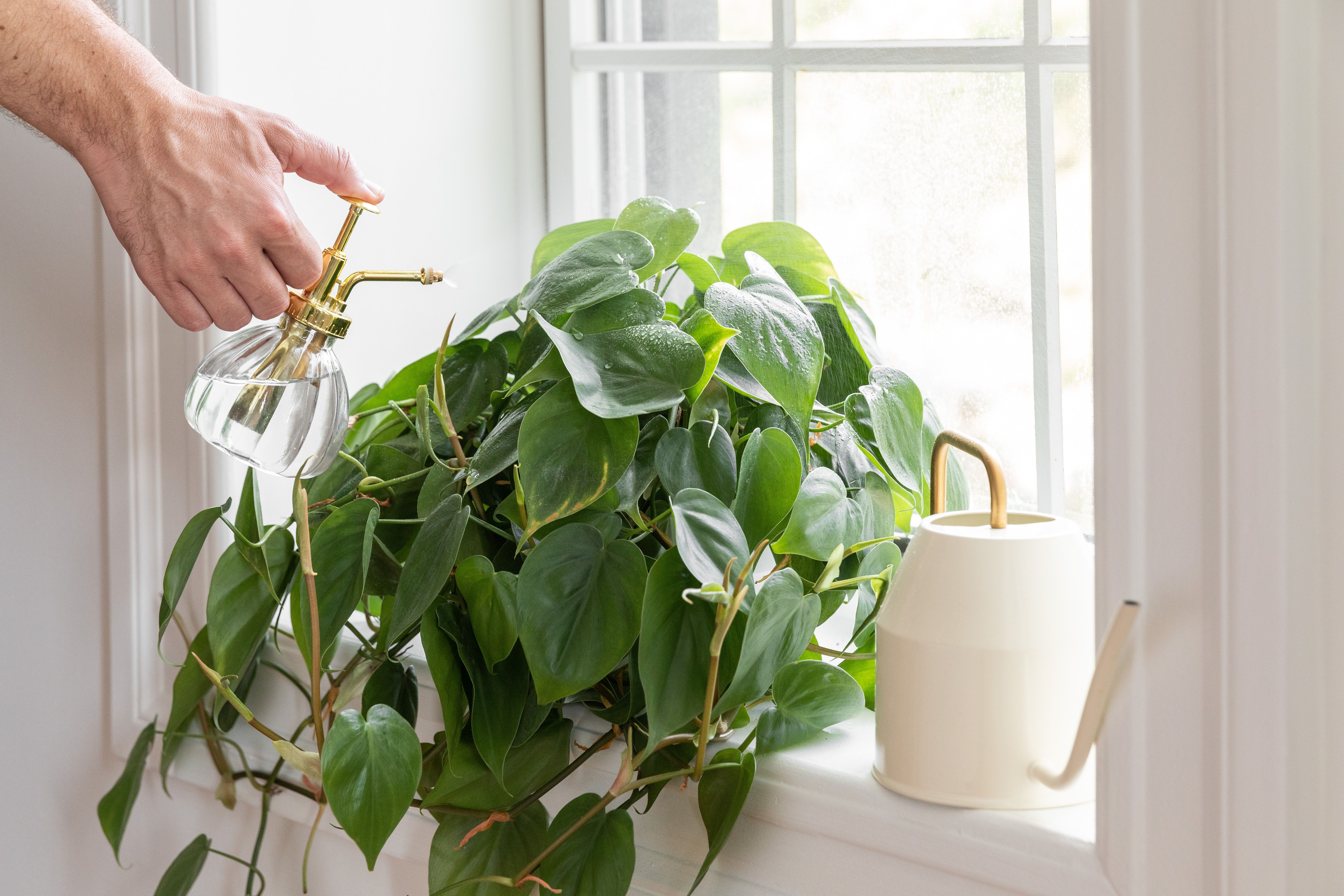 How to Not Kill Your Houseplants With Too Much Water