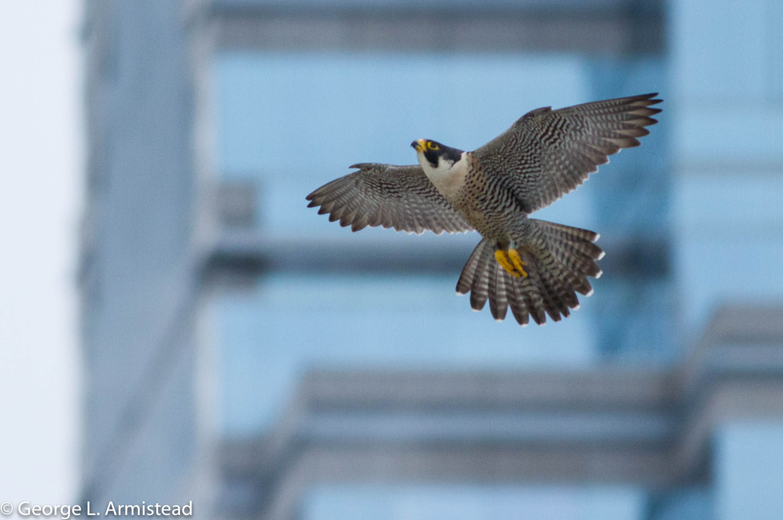 Philadelphia Turns Out the Lights to Save Migrating Birds