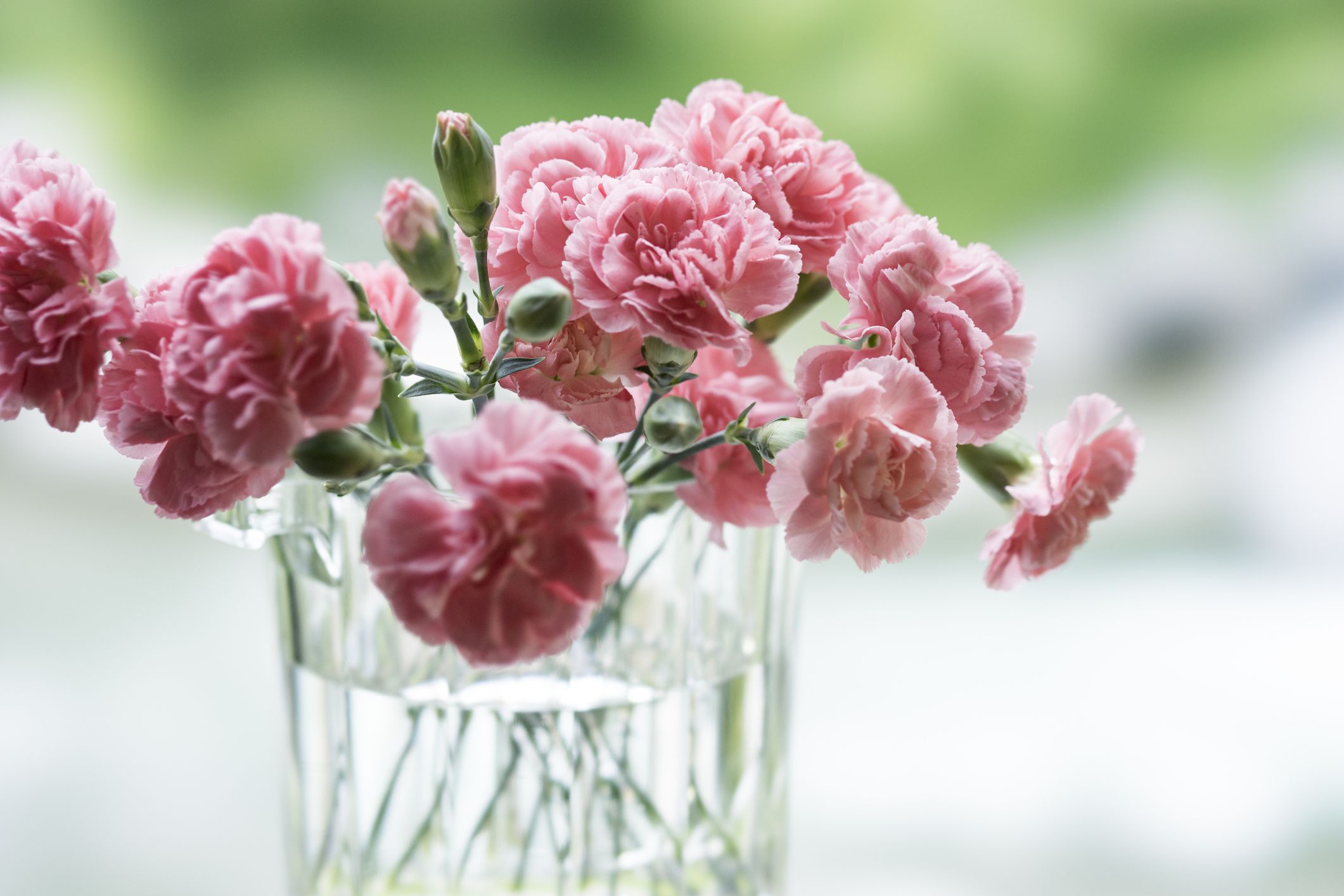 The Best Flower for Your Zodiac Sign