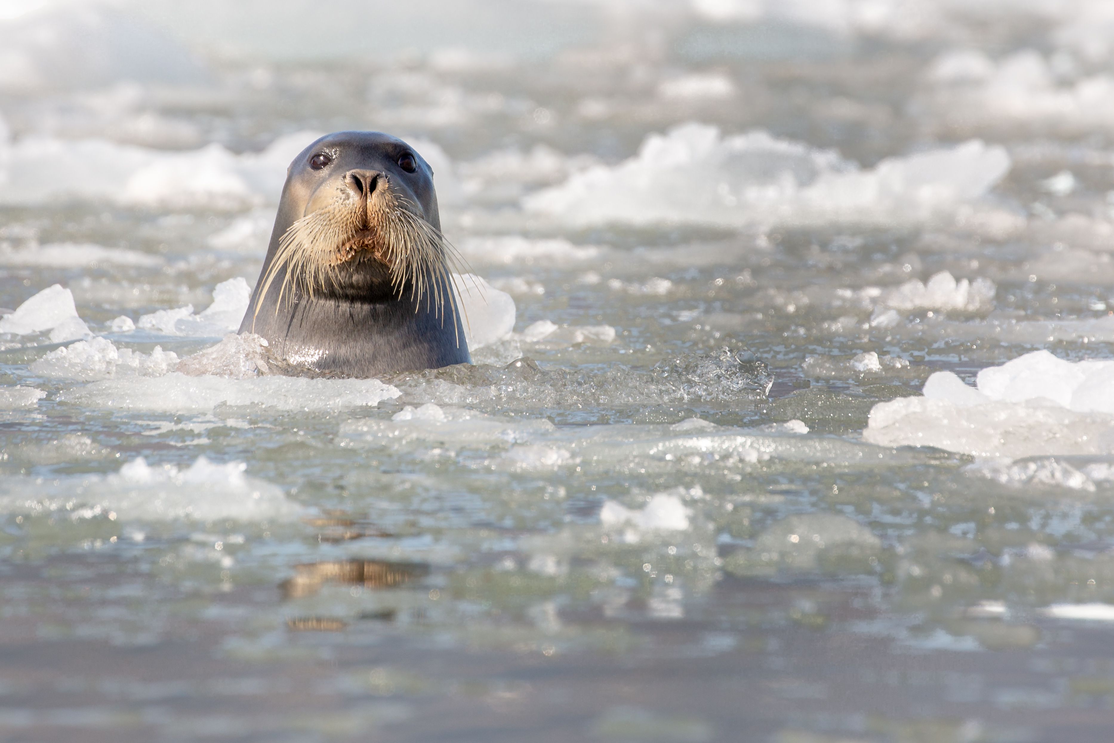 What Happens When Bearded Seals Arent Loud Enough?