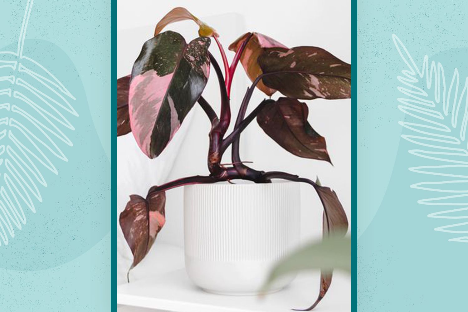 21 Colorful Houseplants That Stand Out From All the Green