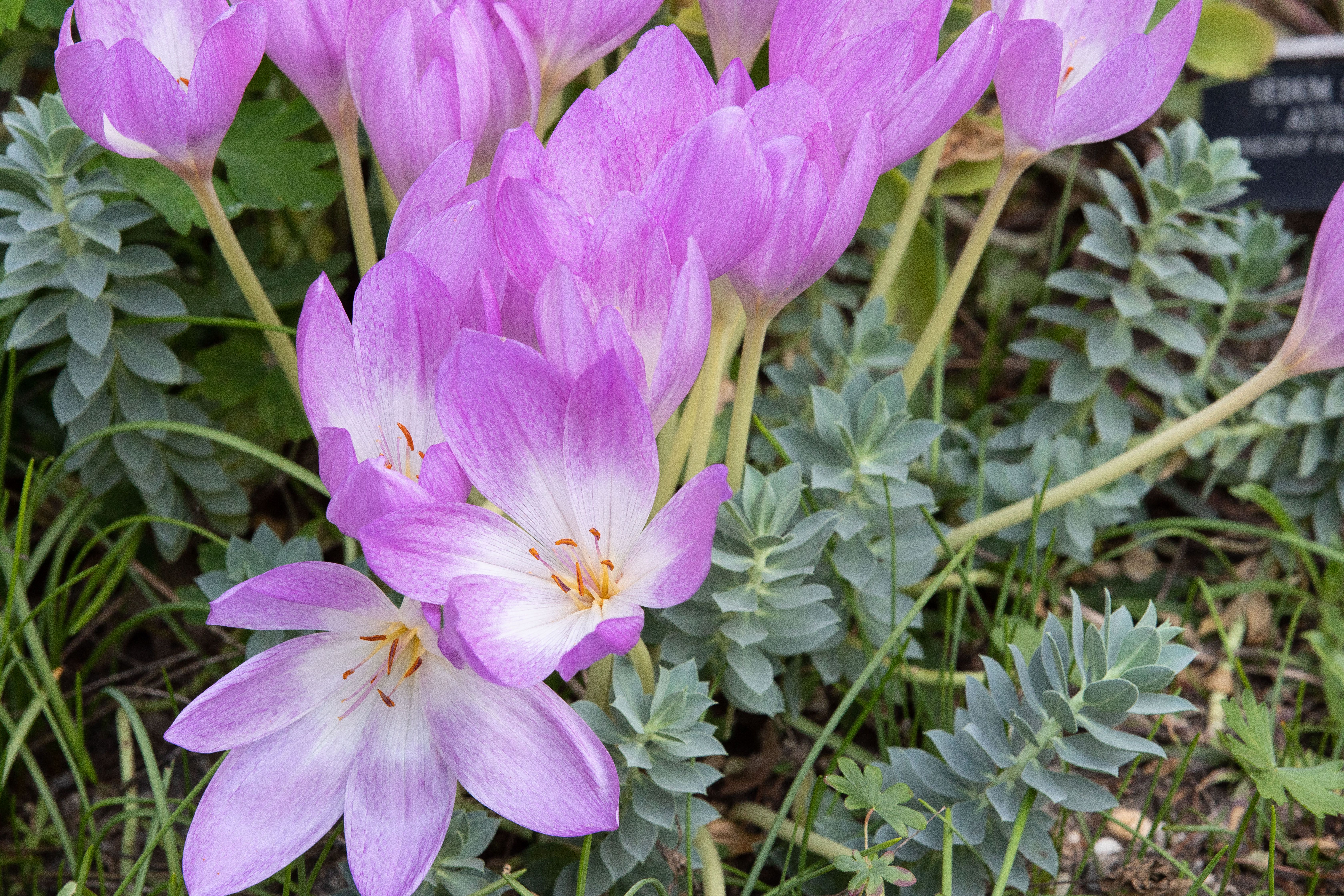 The Earliest Flowers That Bloom in Spring