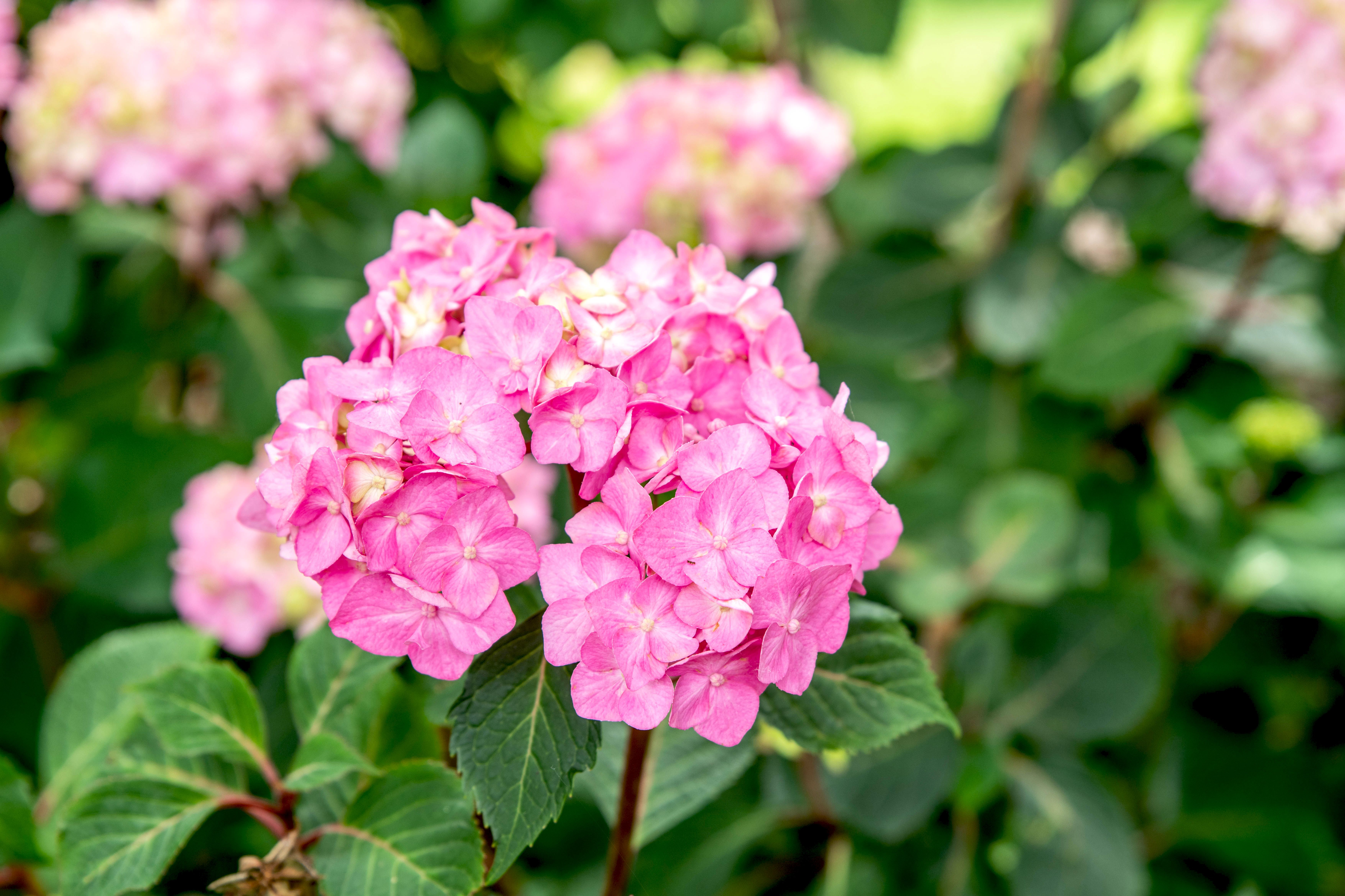 How to Grow Bloomstruck Hydrangea