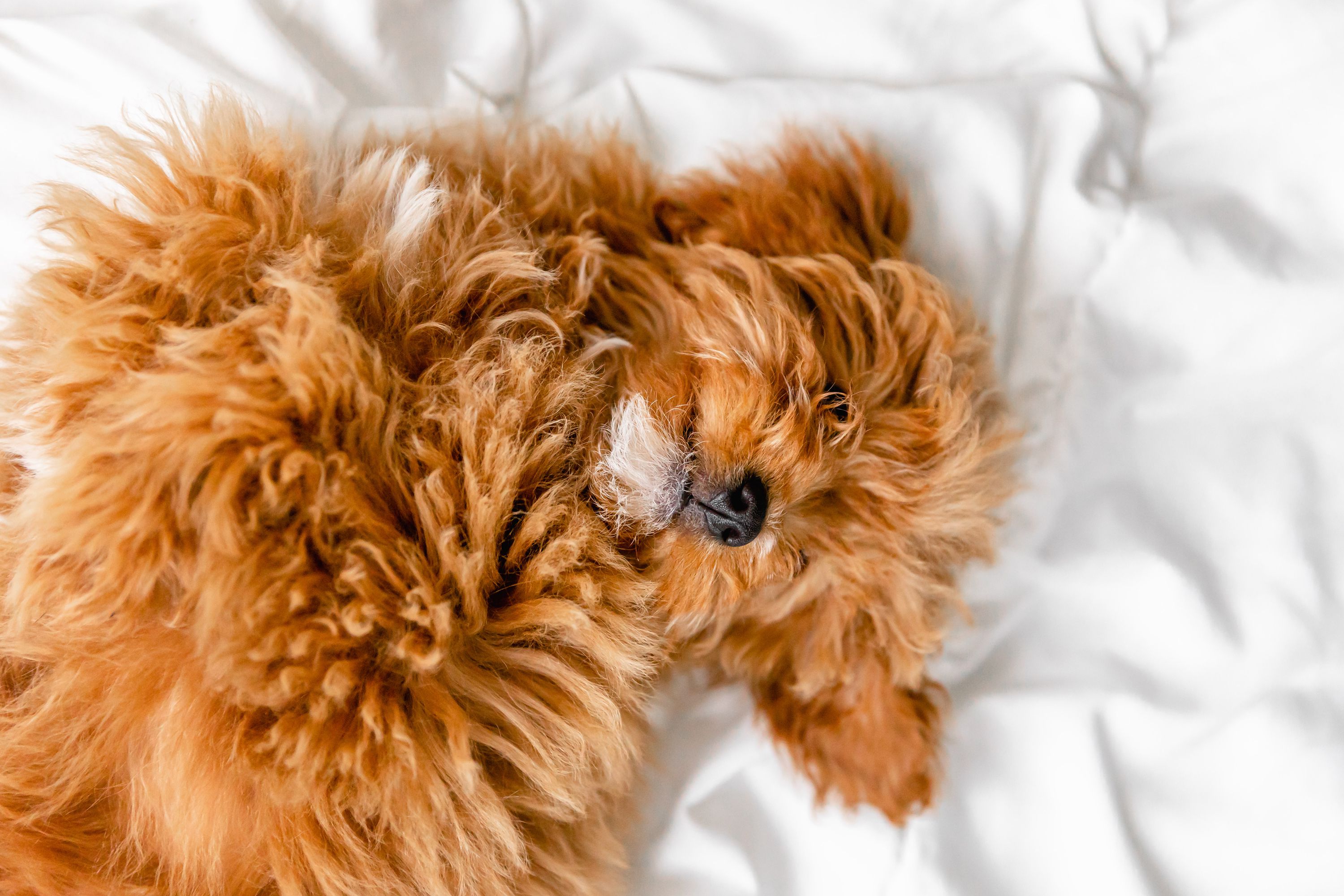 southern-style-cooking-why-is-my-dog-sleeping-on-their-back