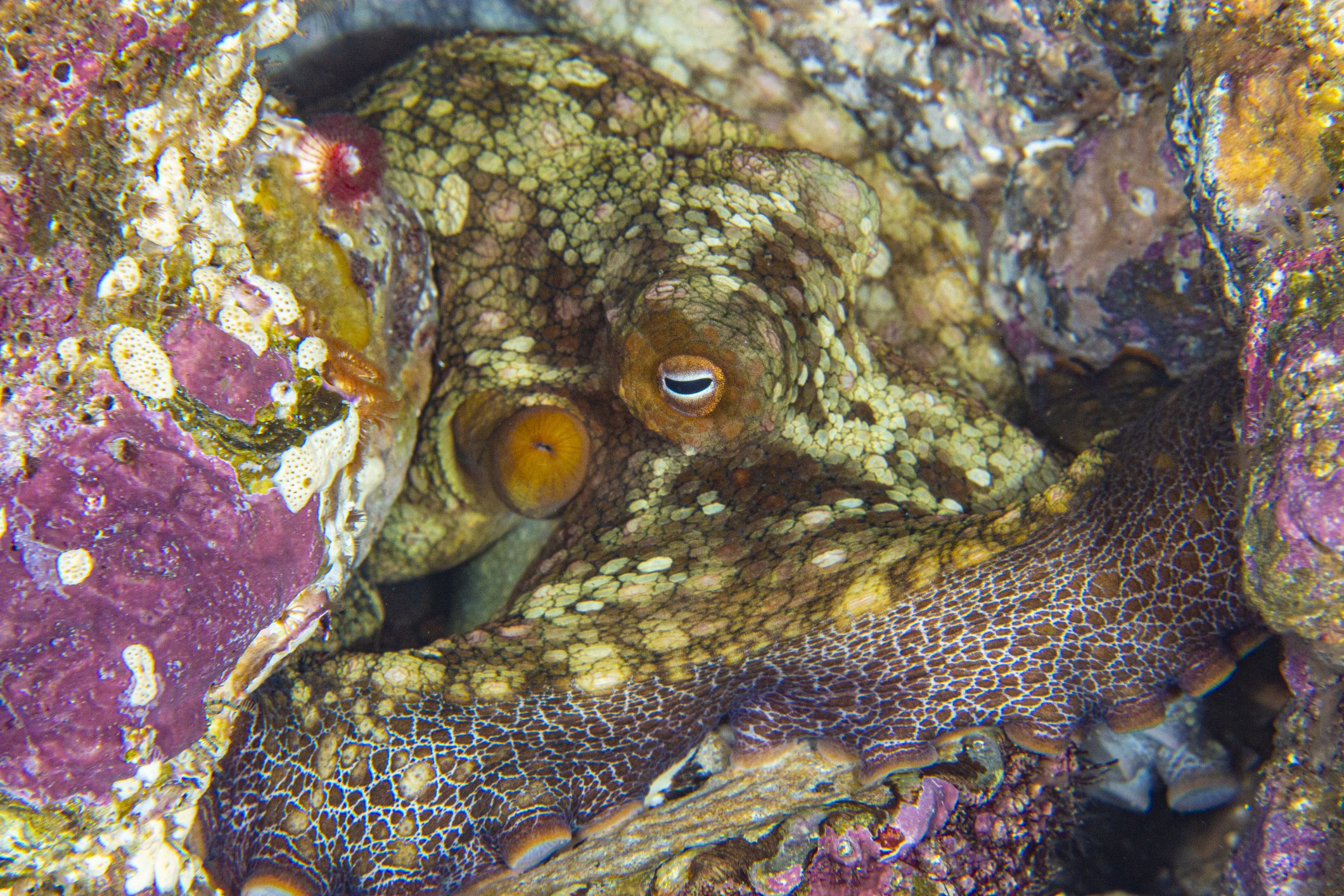 Do Octopuses Dream?