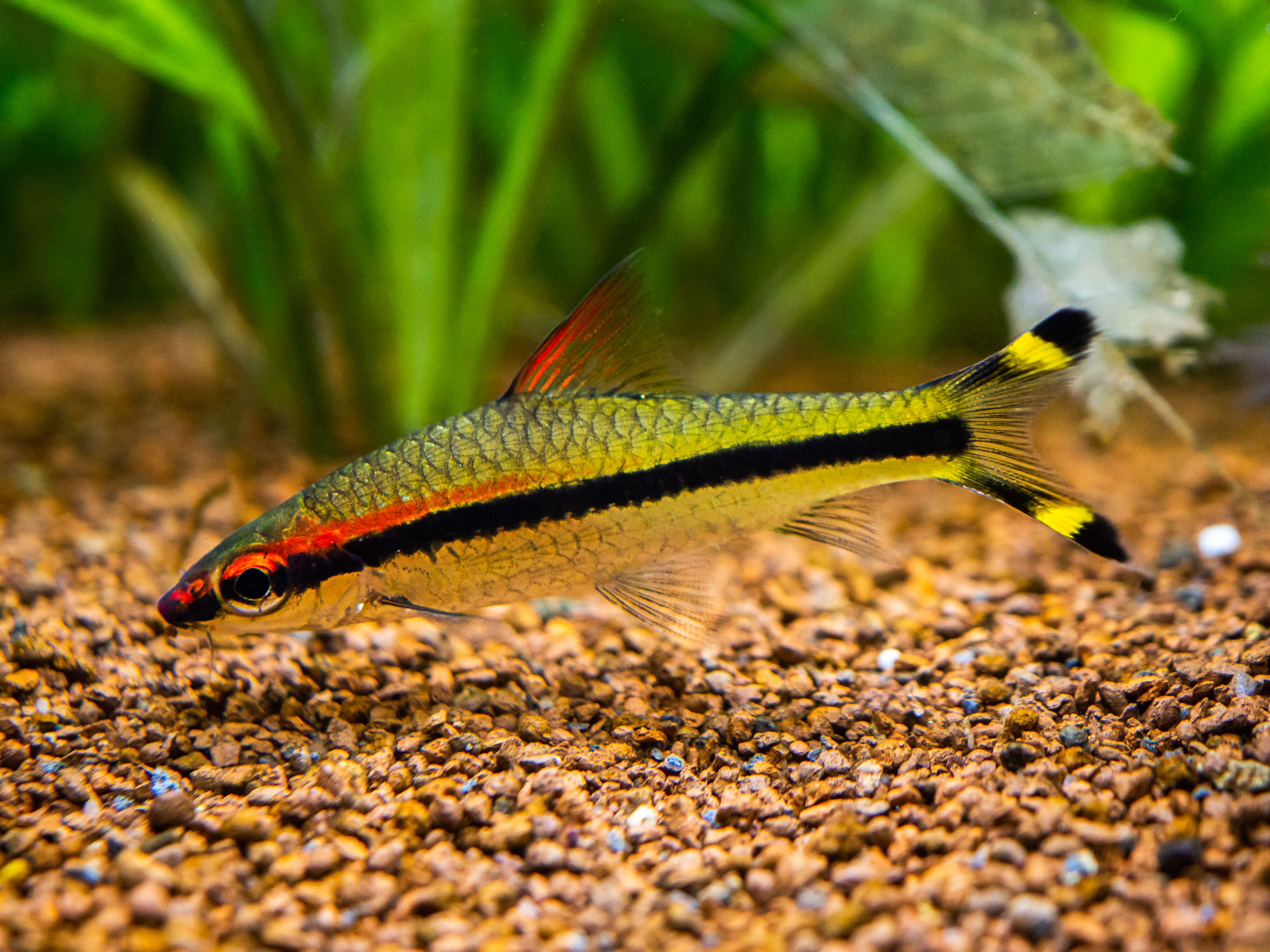 One-Third of the Worlds Freshwater Fish Face Extinction