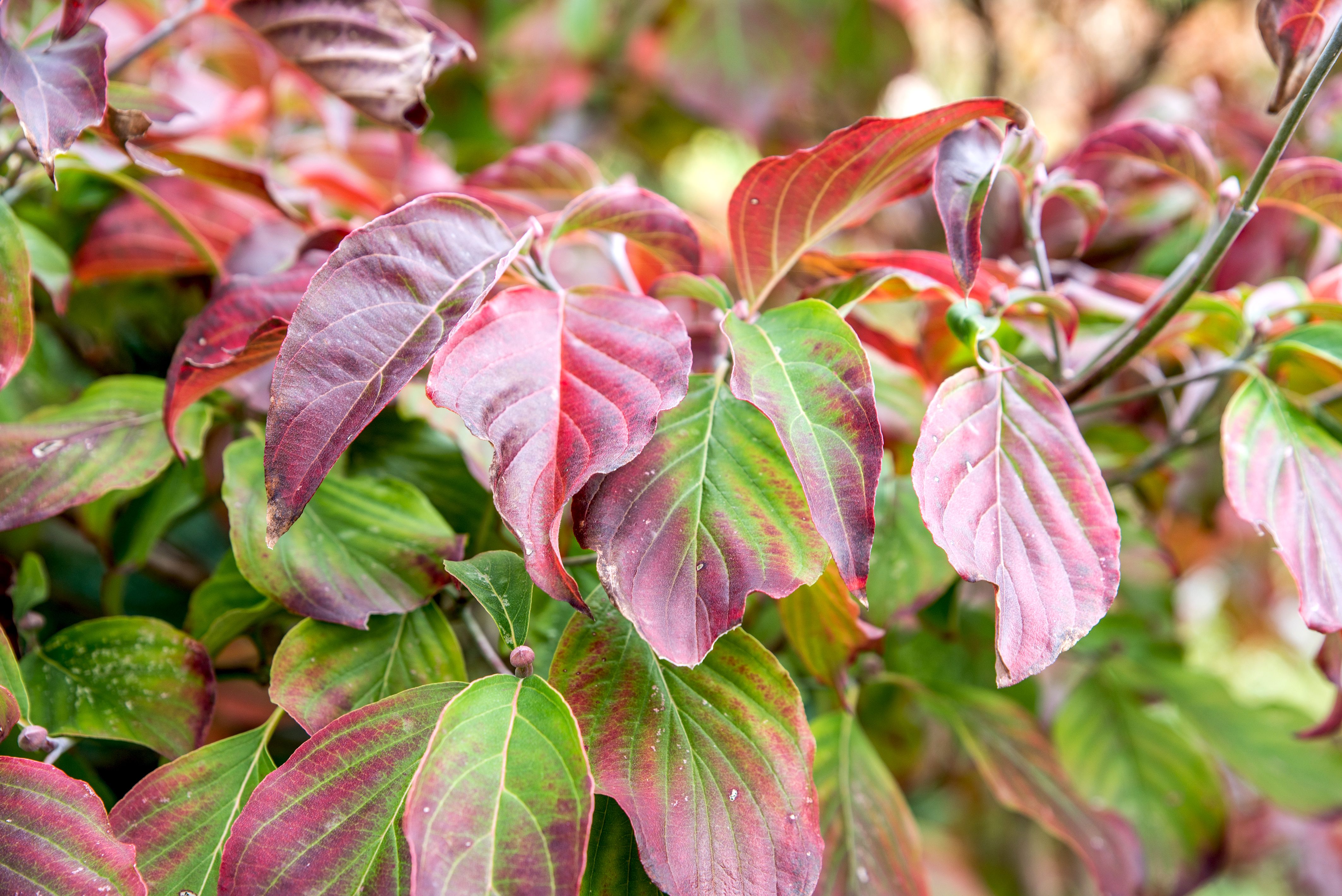 12 Beautiful Dogwood Trees and Shrubs You Should Know