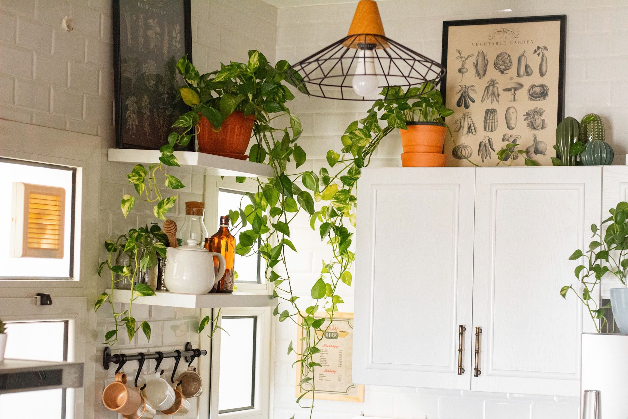 10 Houseplants That Will Thrive in Your Kitchen