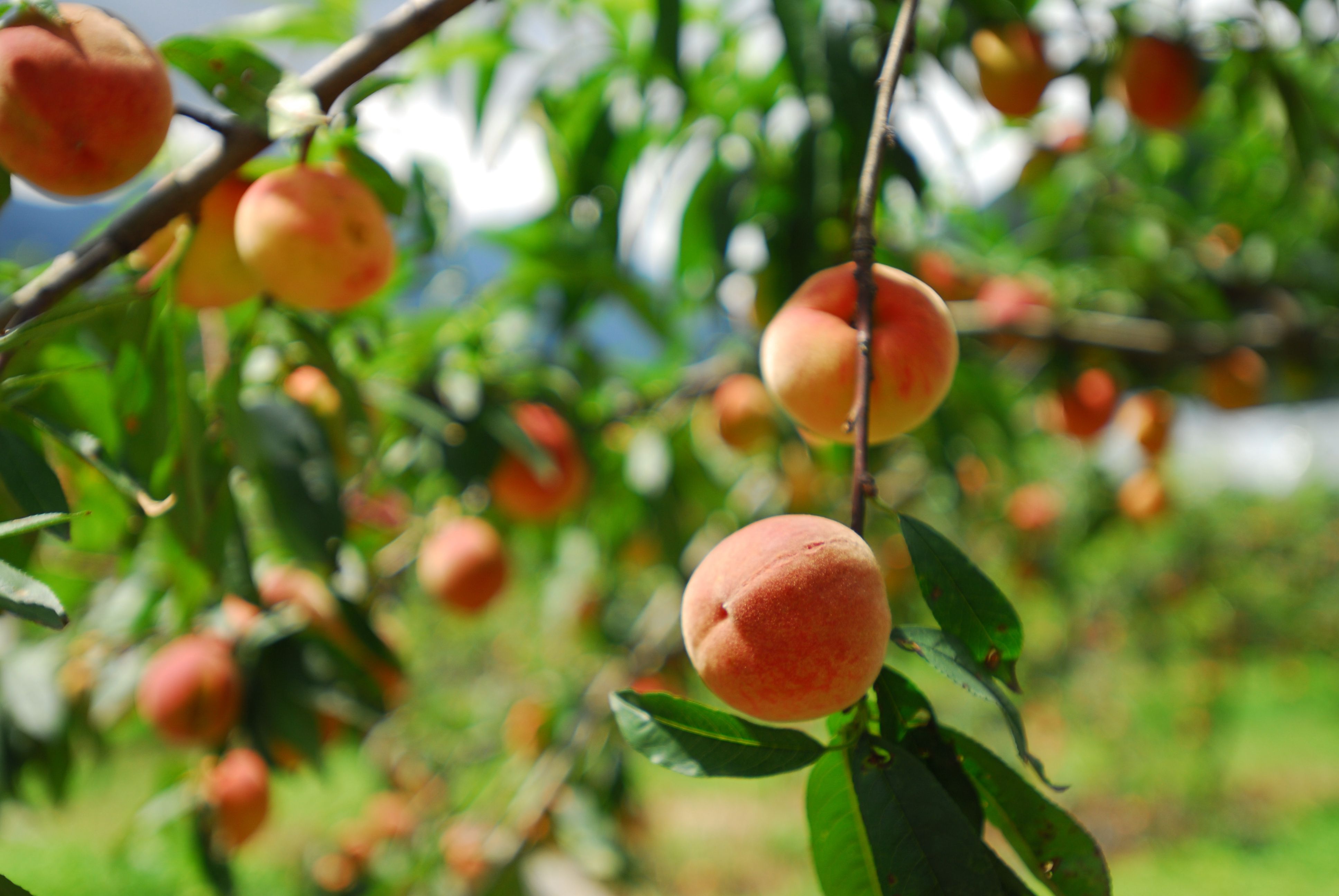 Beneficial Plants to Plant Around Fruit Trees