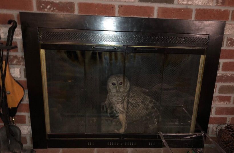 Barred Owl Rescued from Fireplace