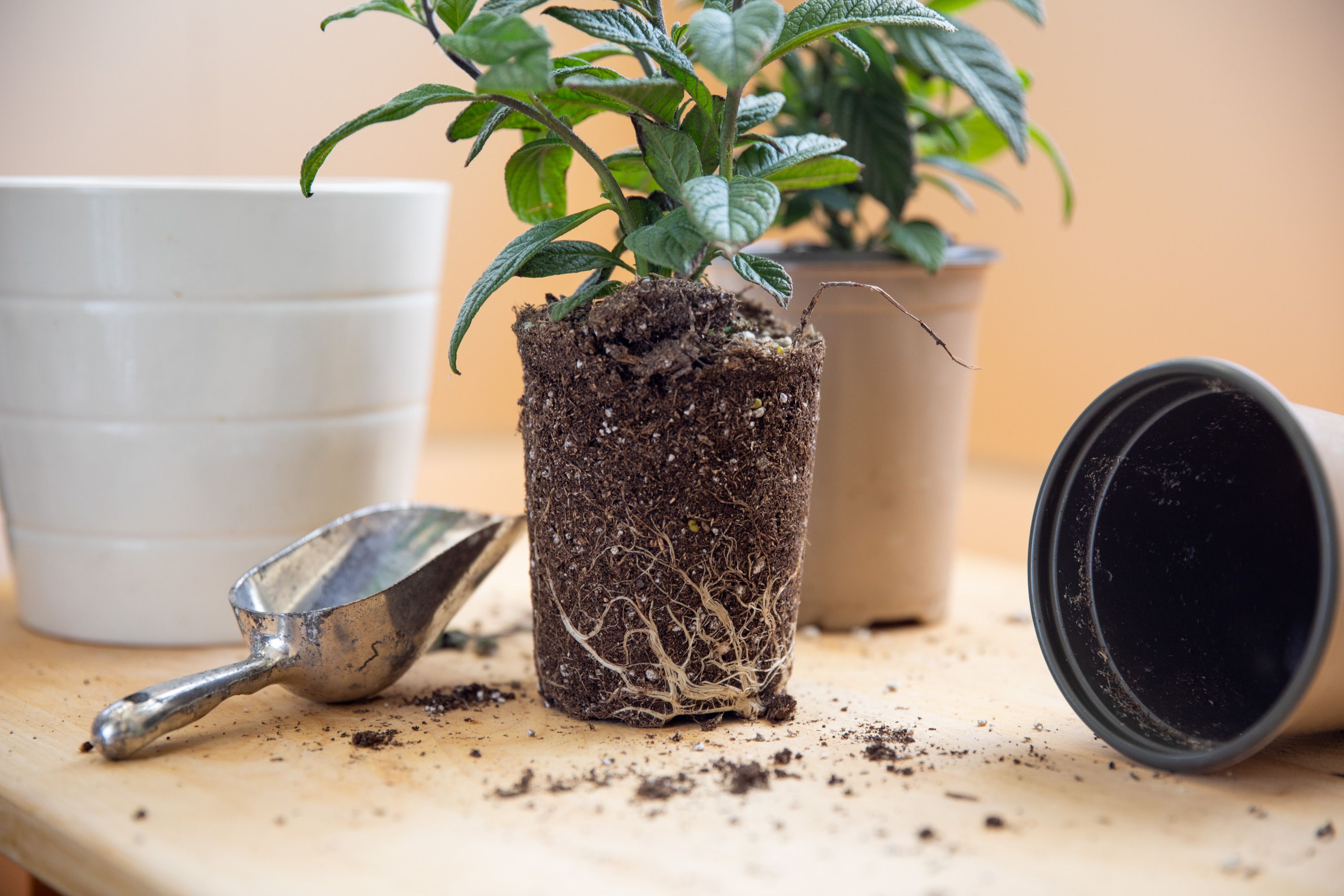 How to Know If Your Houseplant Is Pot Bound