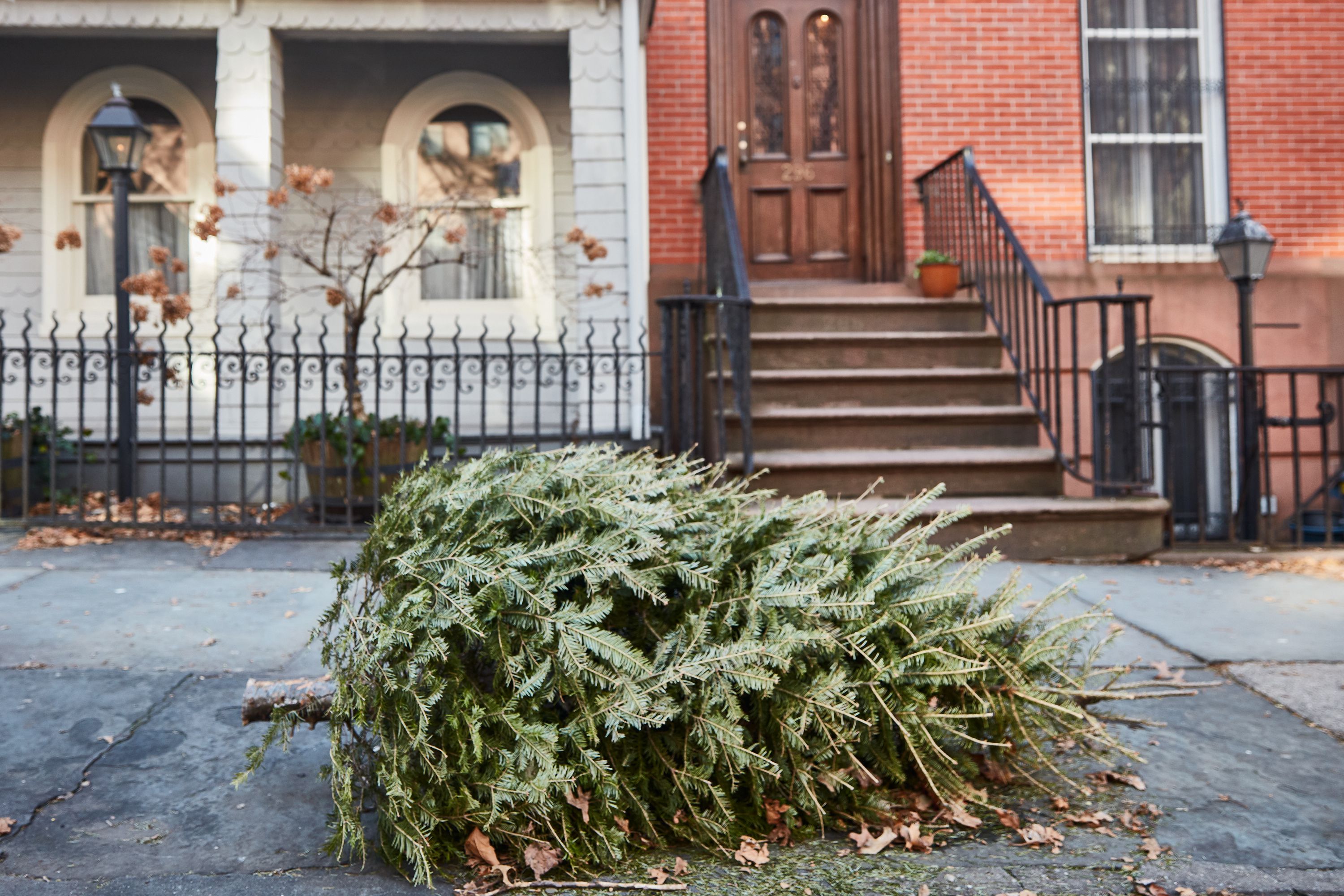 5 Ways to Recycle Your Christmas Tree in the Garden