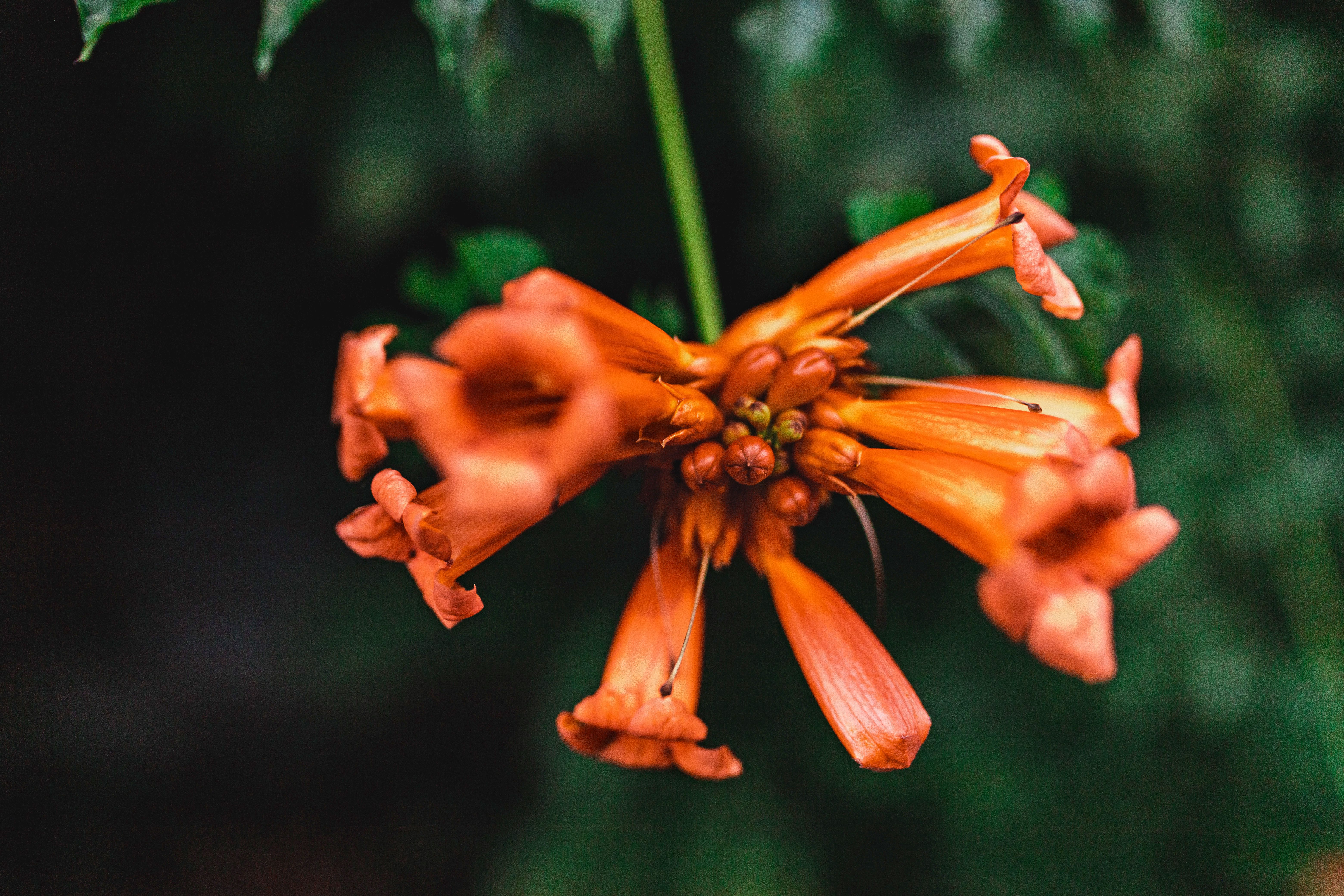 This Orange Flower Is Very Attractive to Hummingbirds and Pollinators