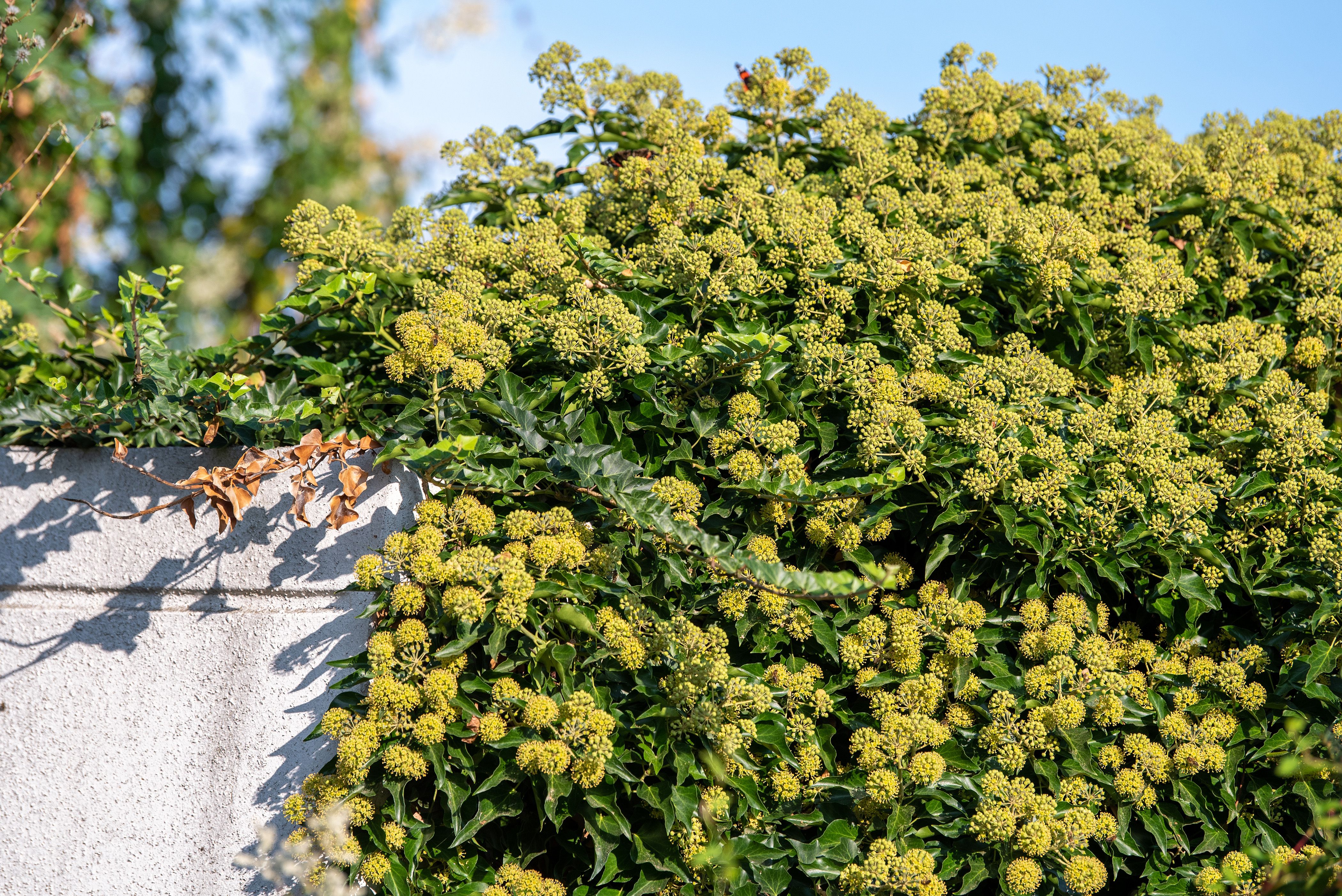 16 Invasive Plants You Should Avoid