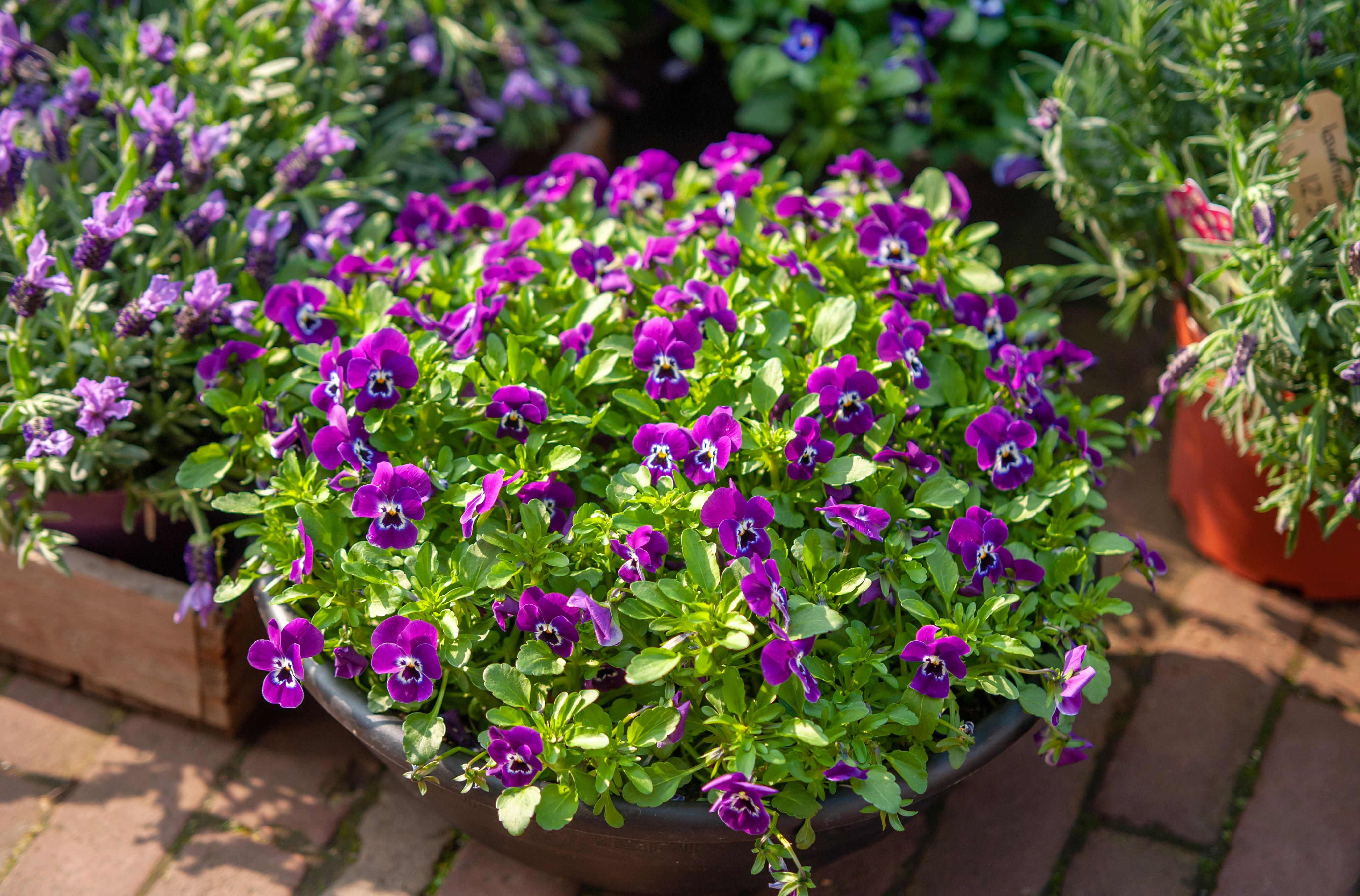 5 Fabulous Plants for Spring Container Gardens