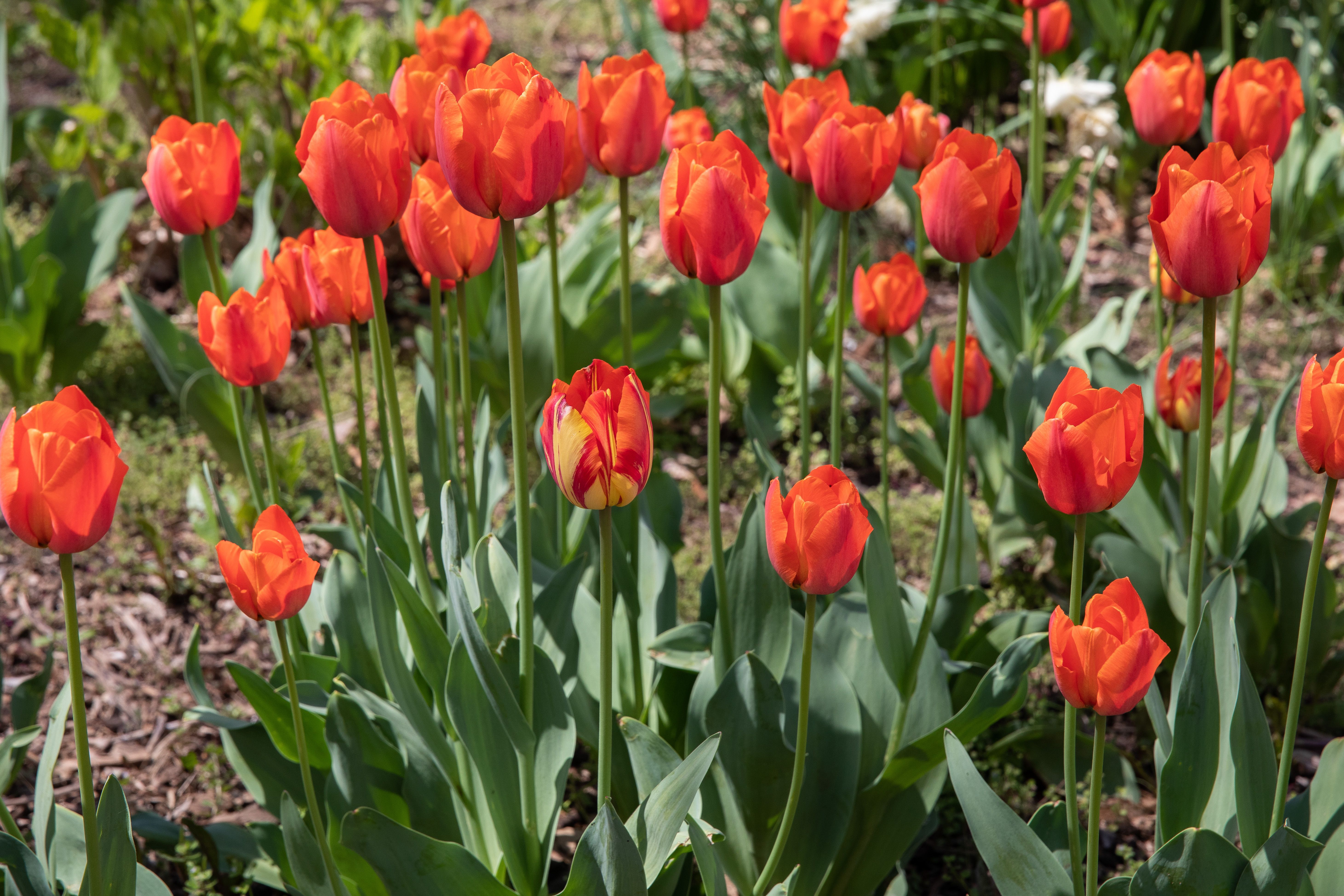 The 10 Best Spring Bulbs for Warm Climates