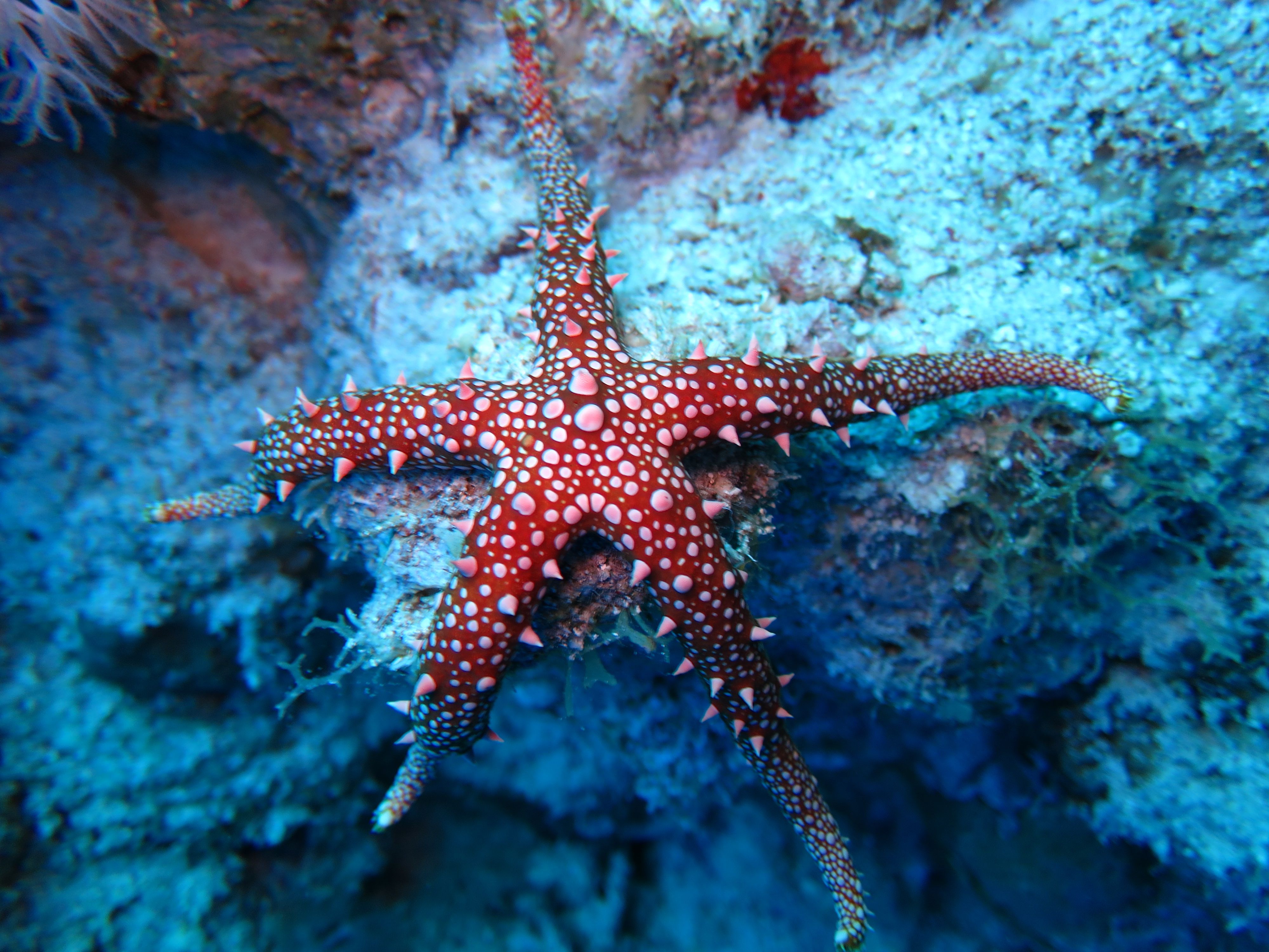 Warming Oceans May Be Causing Sea Stars to Drown