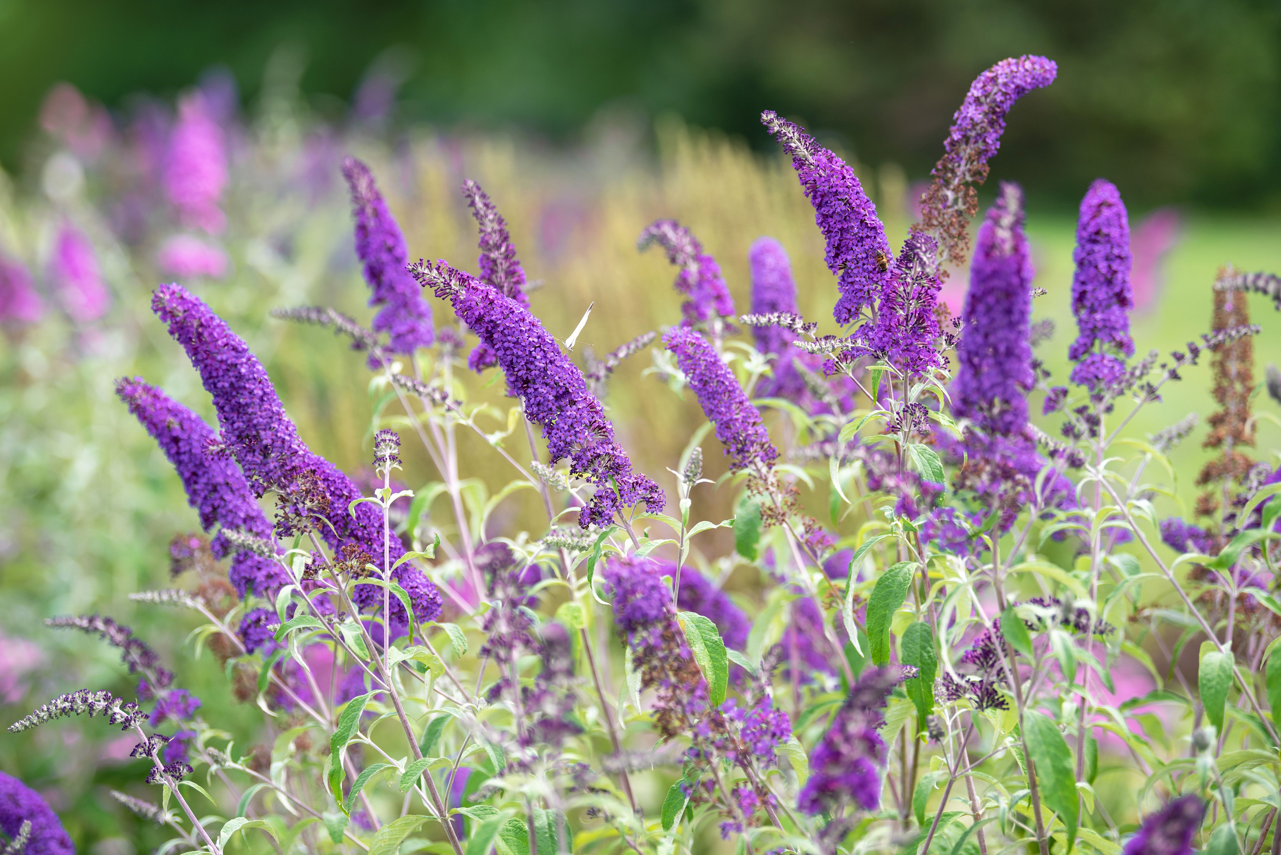 Attract Butterflies and Bees With This Pretty Purple Bush