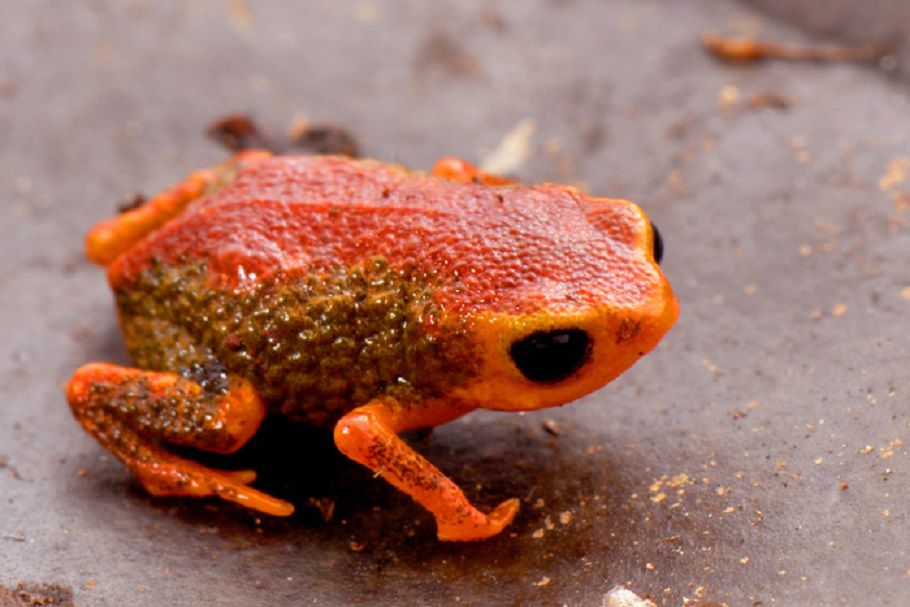 These Frogs Are So Small, They Lose Their Balance