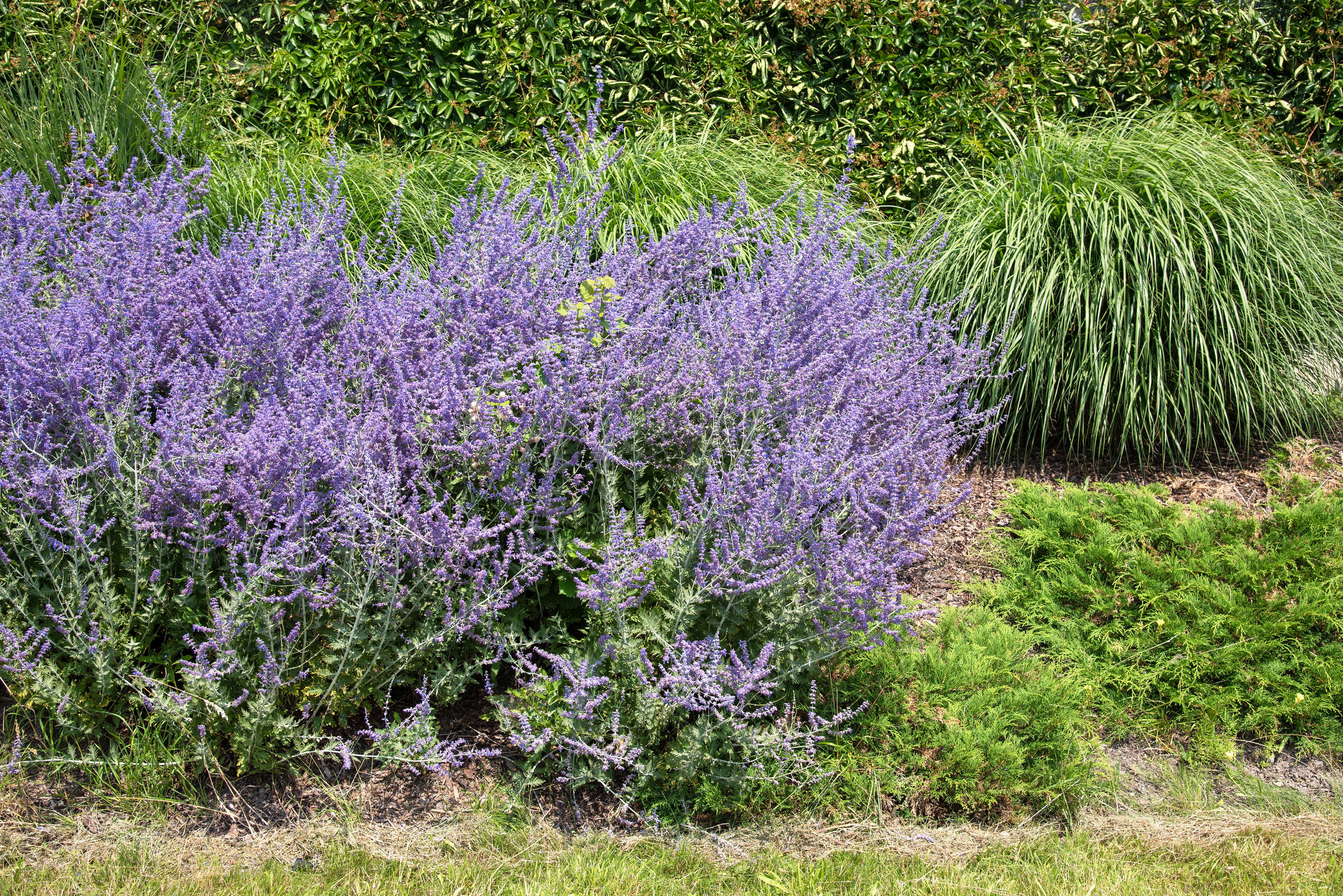 5 Striking Tall Herbs for the Garden Landscape