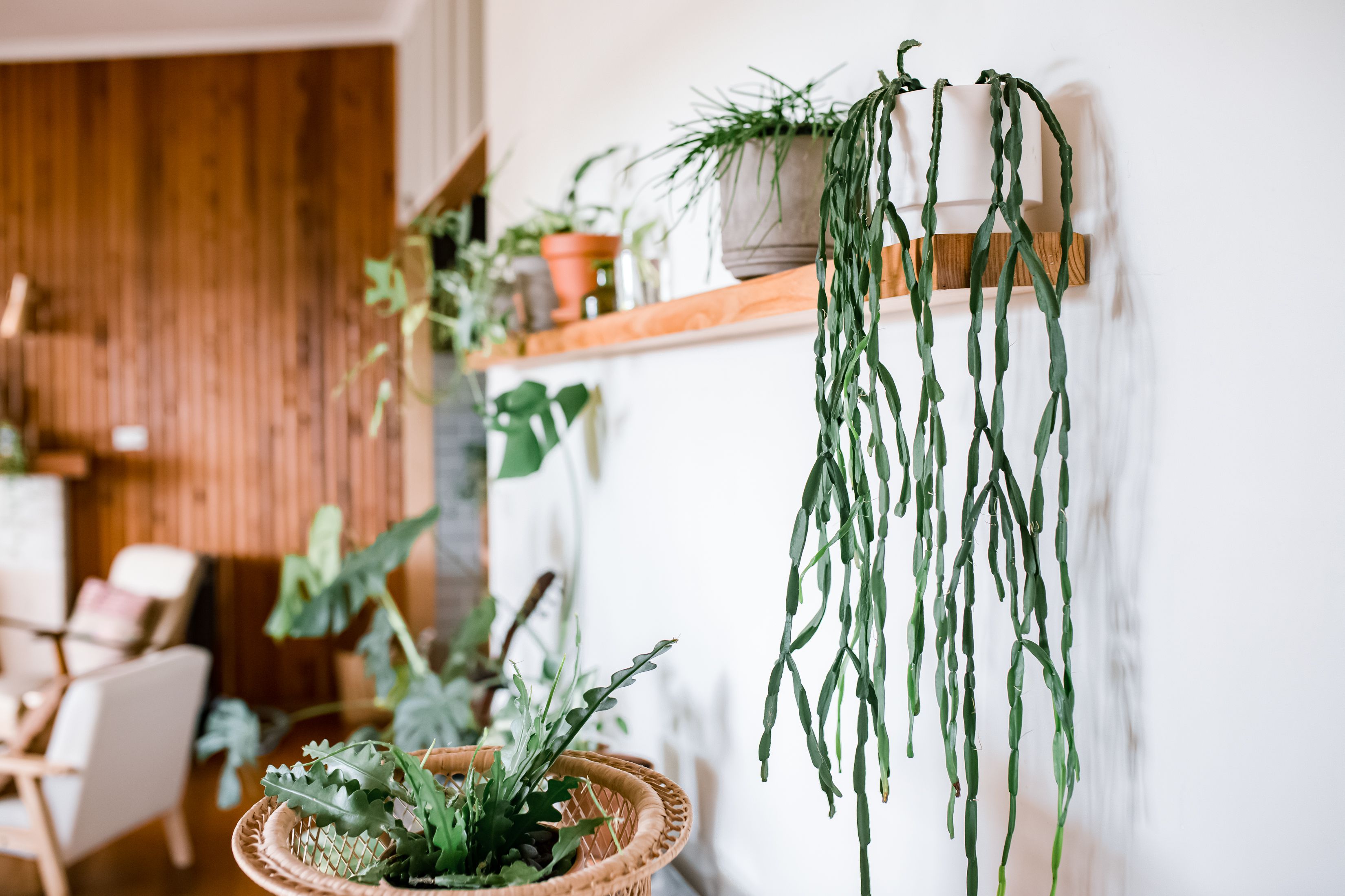 Our Favorite Houseplants That Will Fit and Thrive on a Shelf