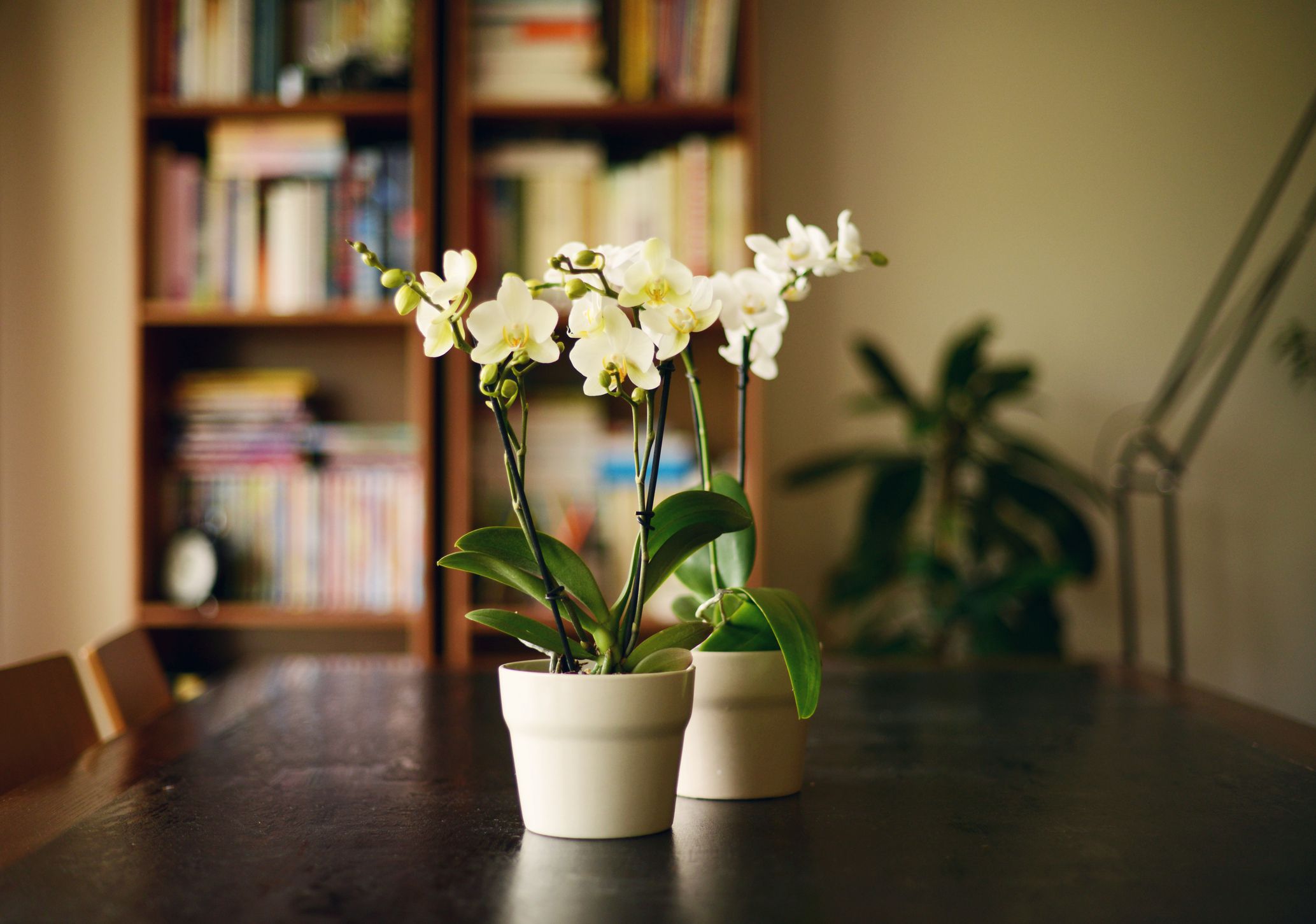 Beautiful Indoor Flowering Plants