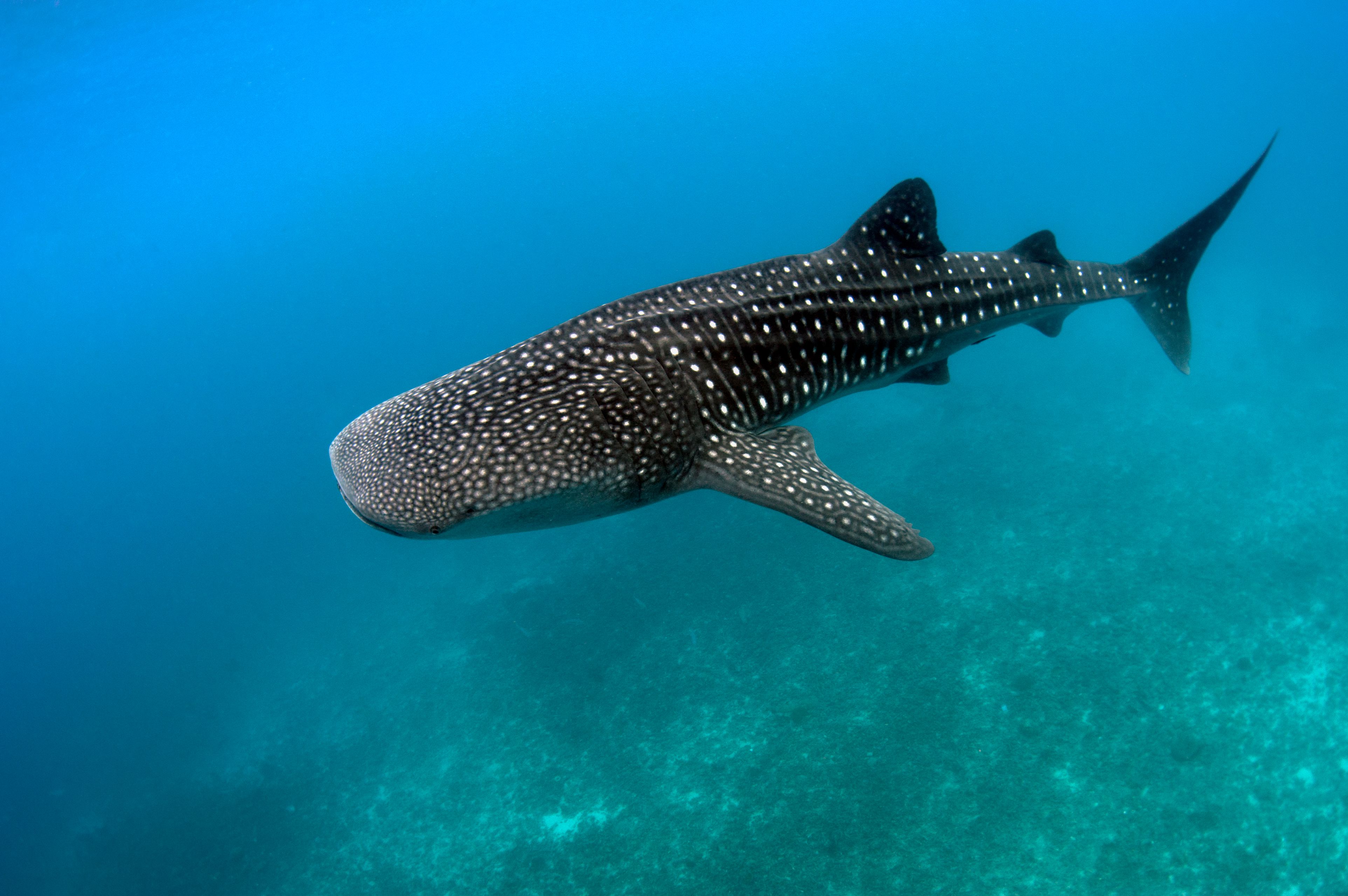 Gripping Whale Shark Facts
