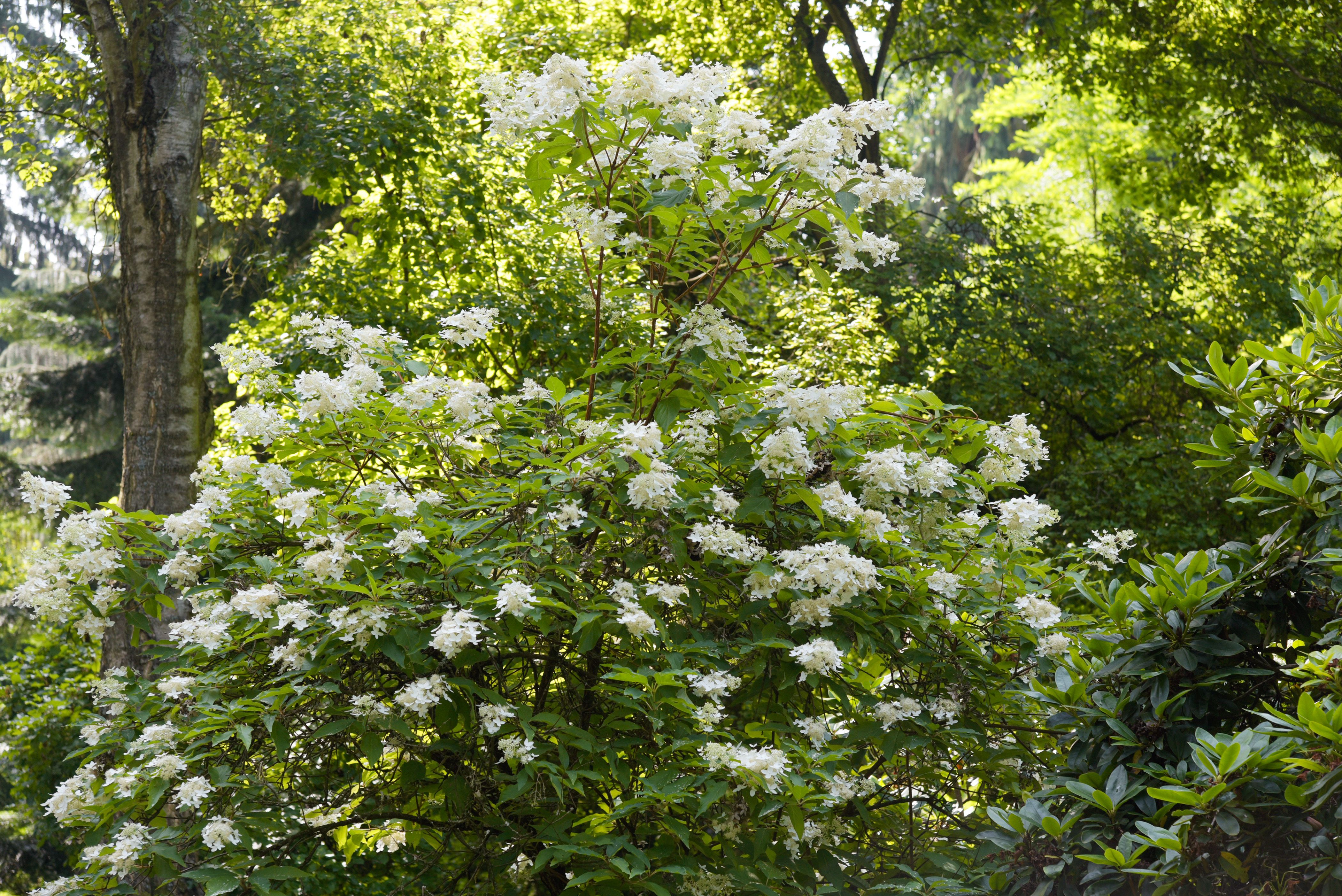 Our Favorite Tall Shrubs for Landscaping