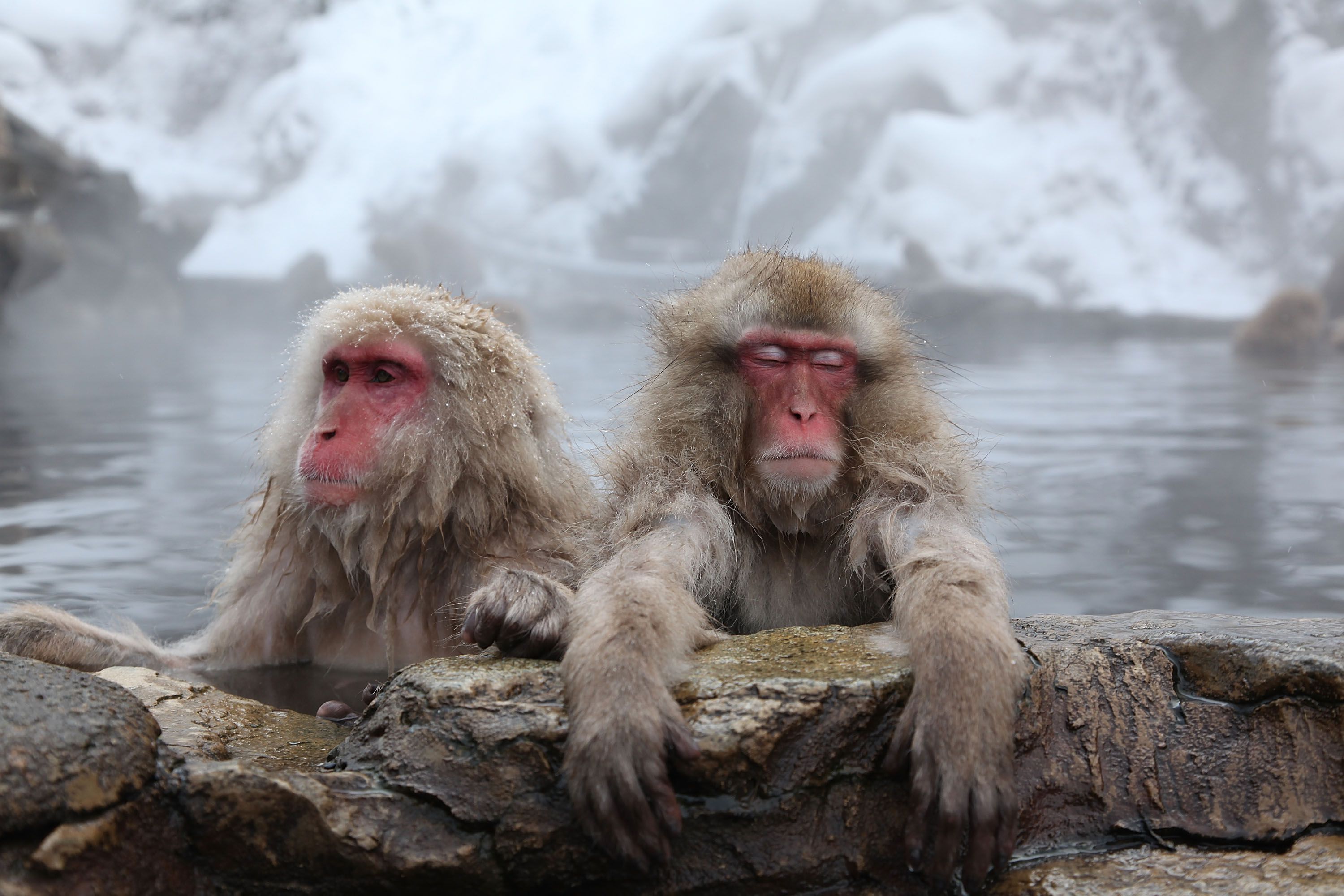 18 Extraordinary Types of Monkeys